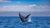 Californie - Walvis