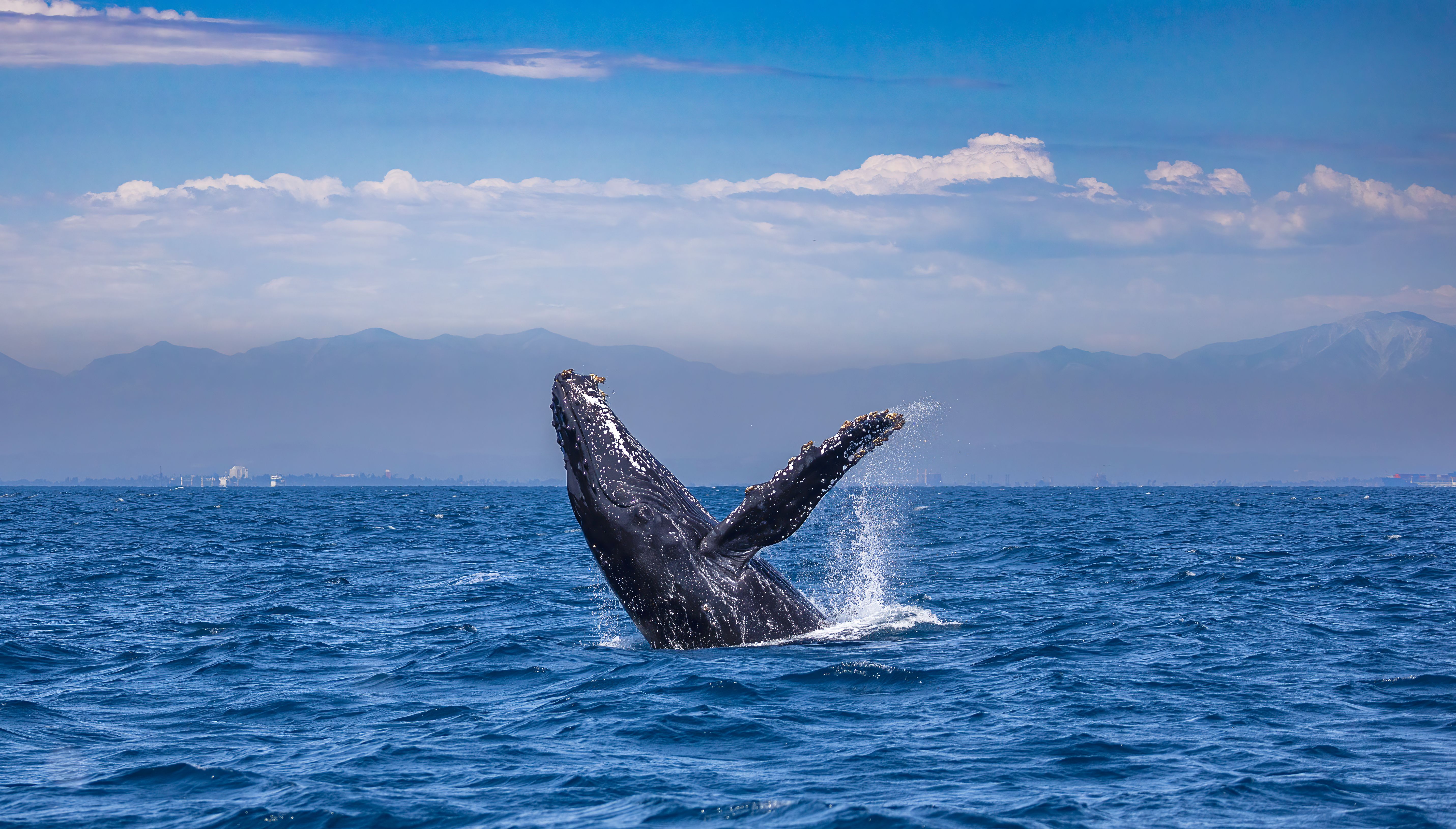 Californie - Walvis