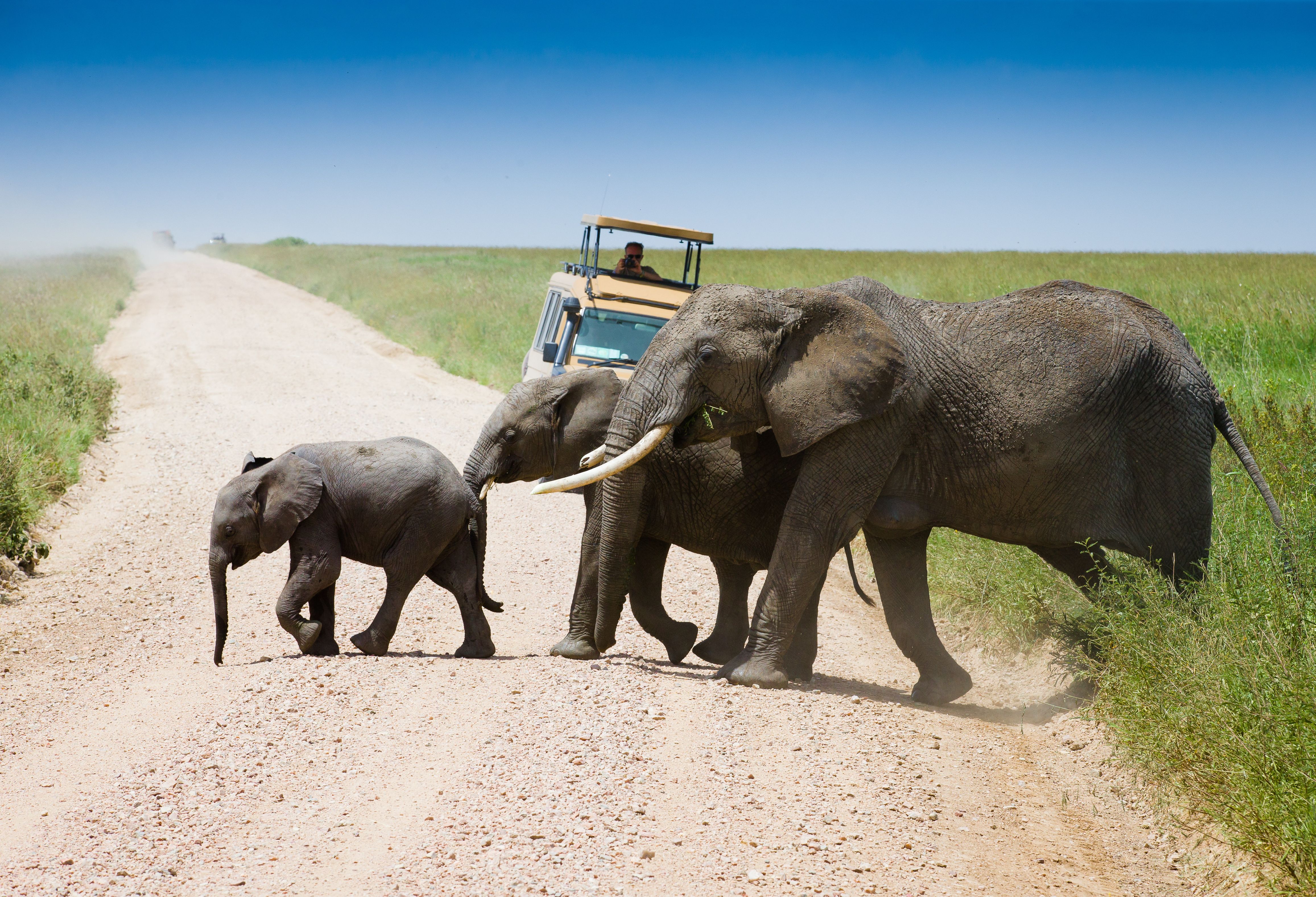 Tanzania Serengeti National Park steken weg over