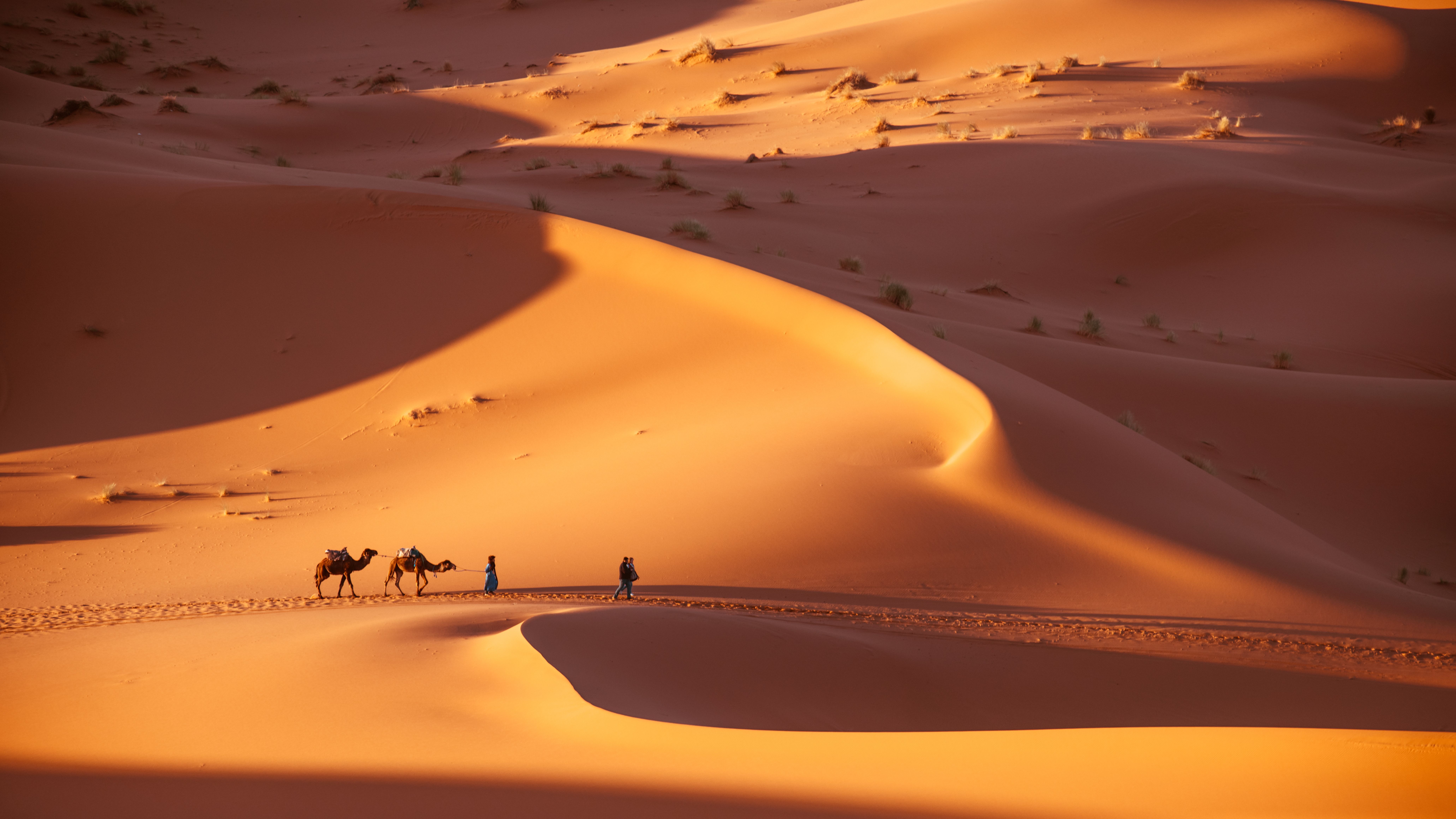 Marokko-Sahara-kamelen