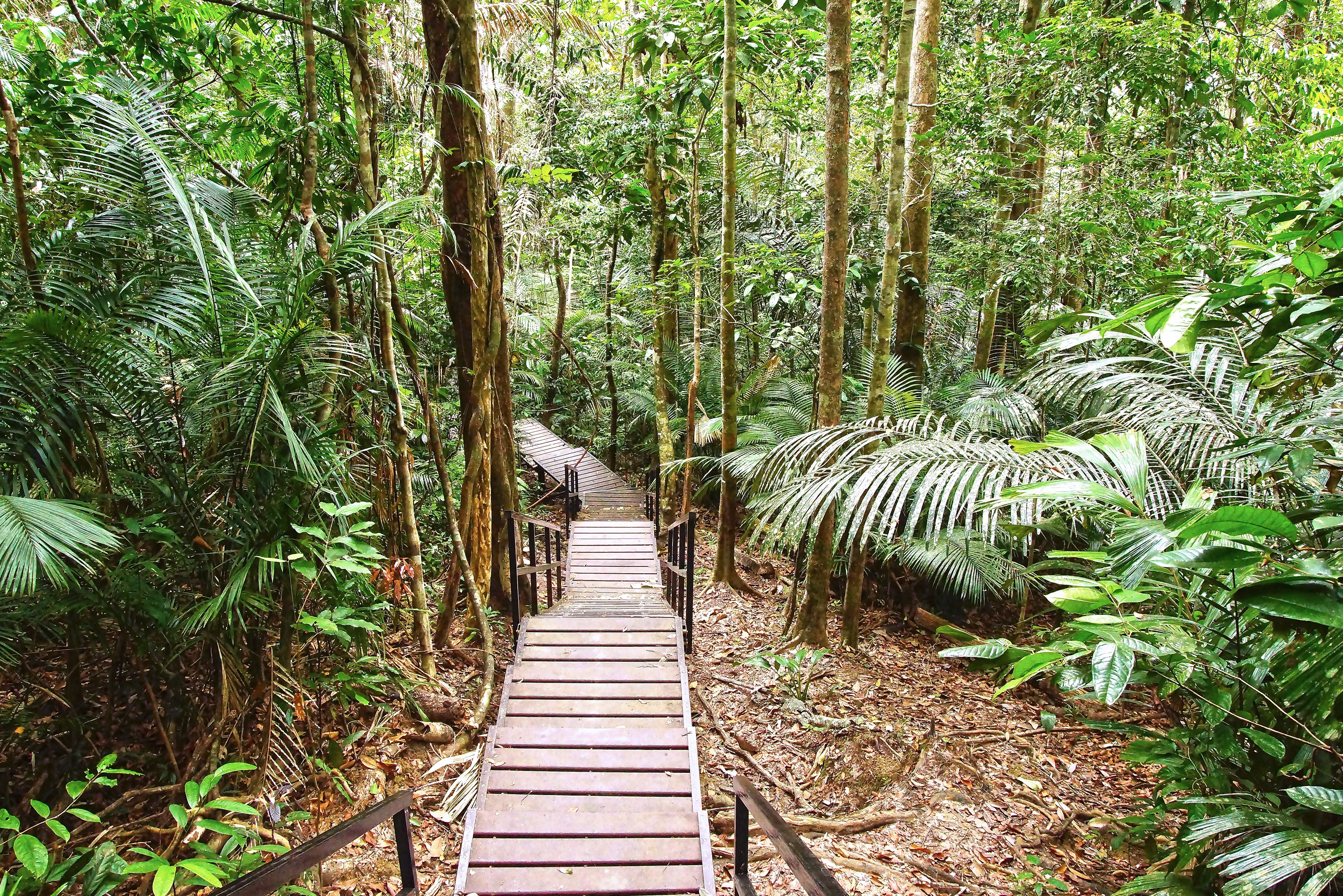 Wandelpad Taman Negara