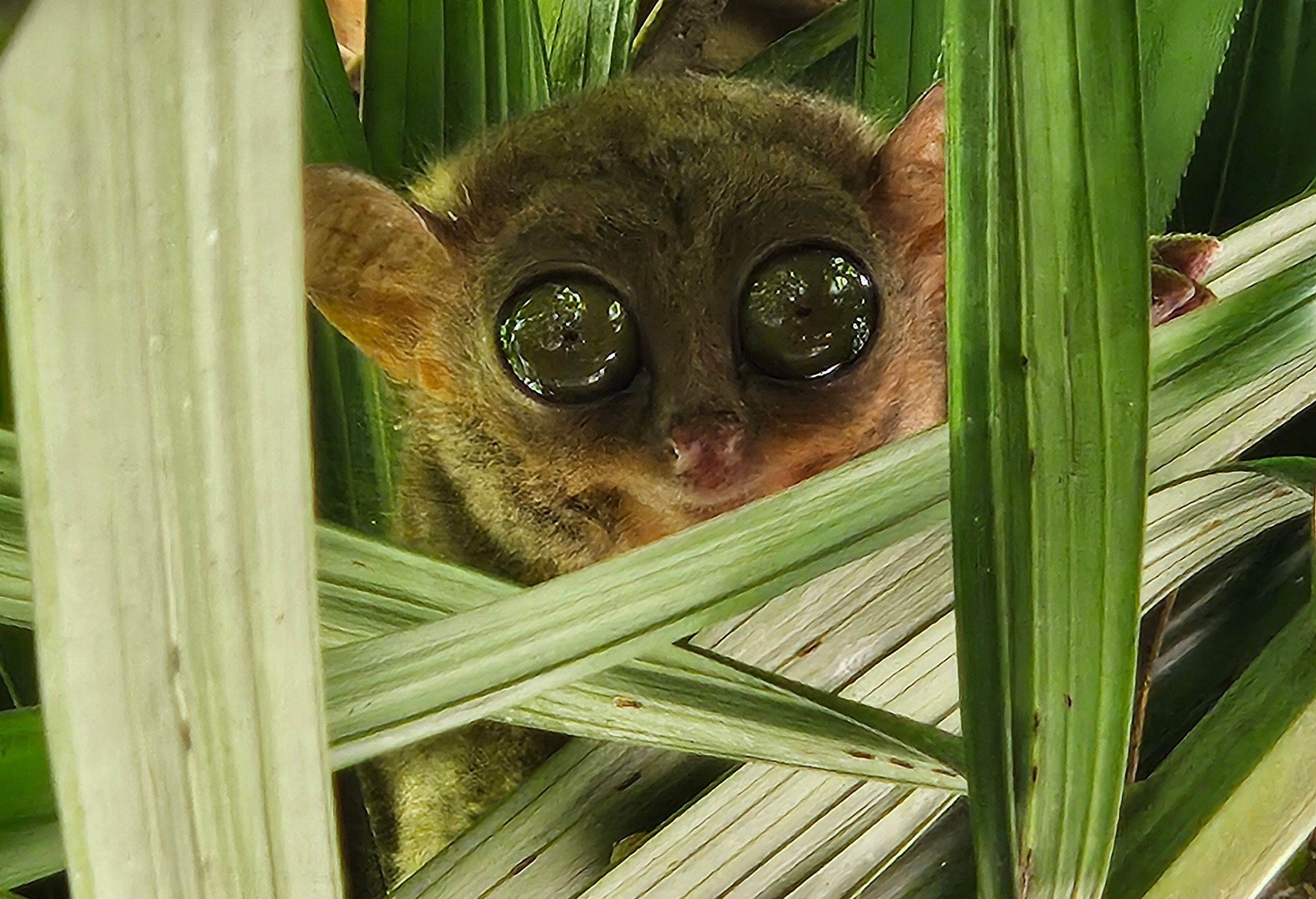 Spookdiertje op Bohol