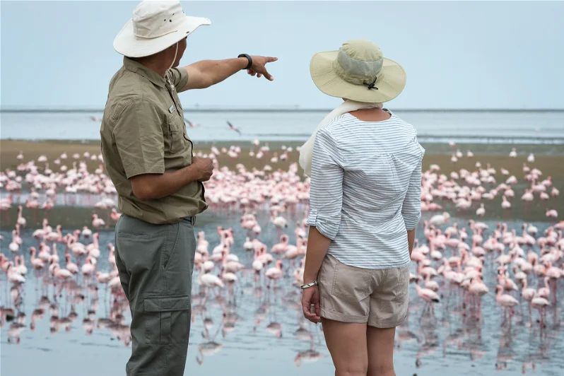 Flamingo's bekijken