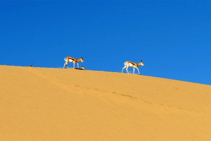 Springbok in de duinen