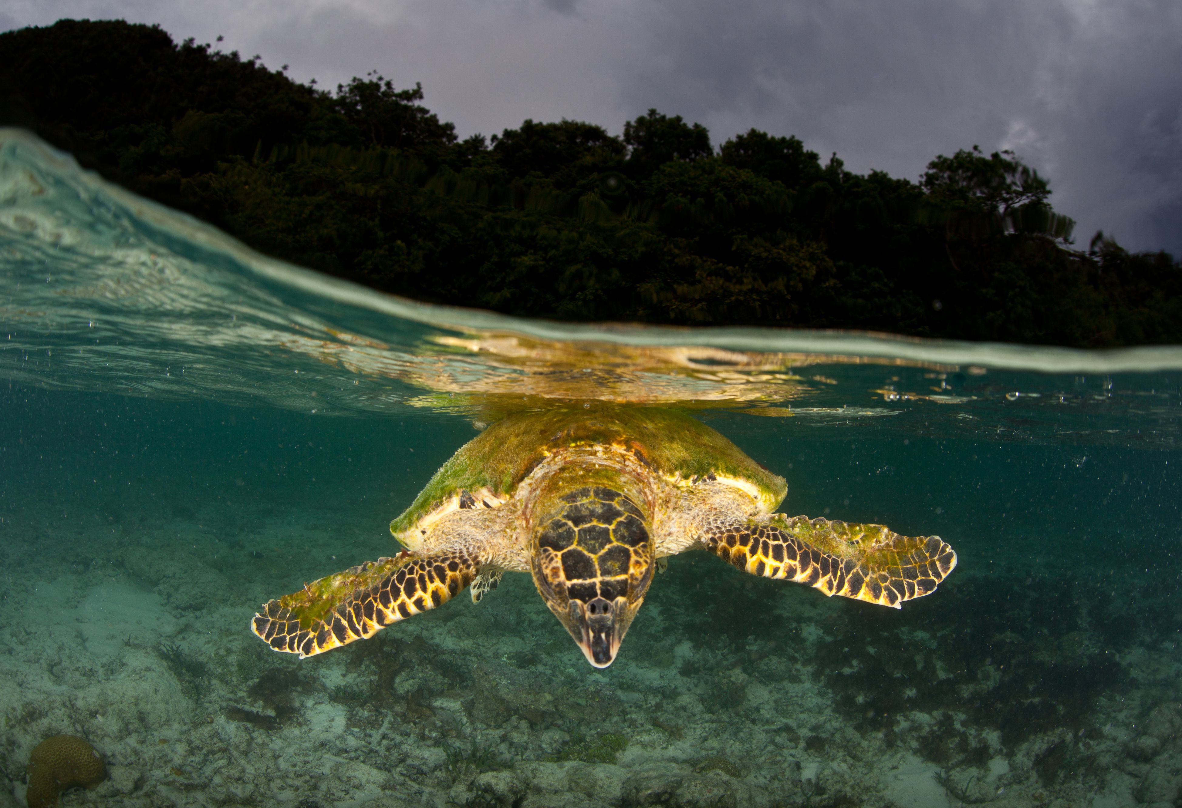 Zeeschildpad in Raja Ampat in Indonesie