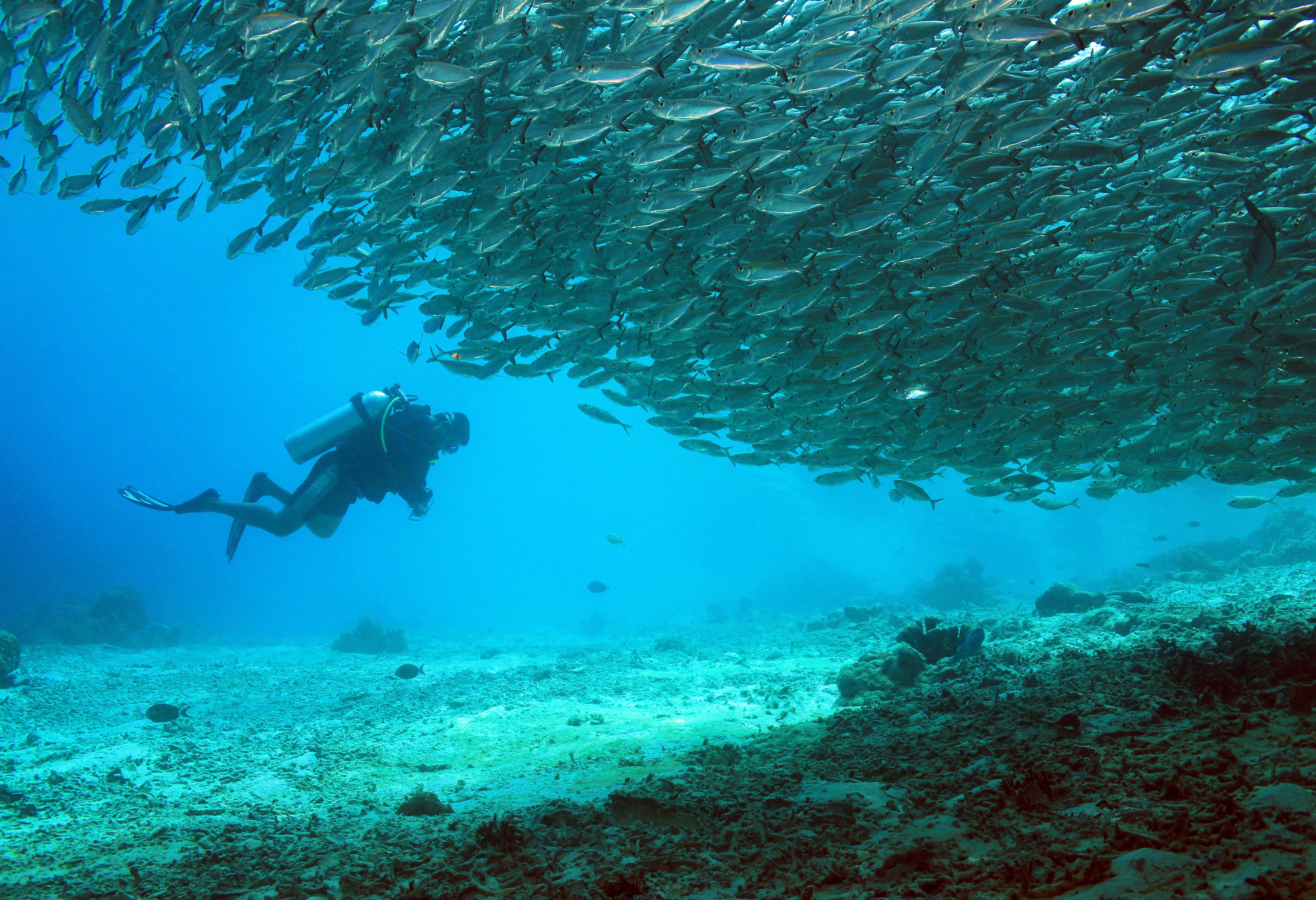 Duiken tussen enorme scholen vissen bij Arborek Island in Raja Ampat in Indonesie