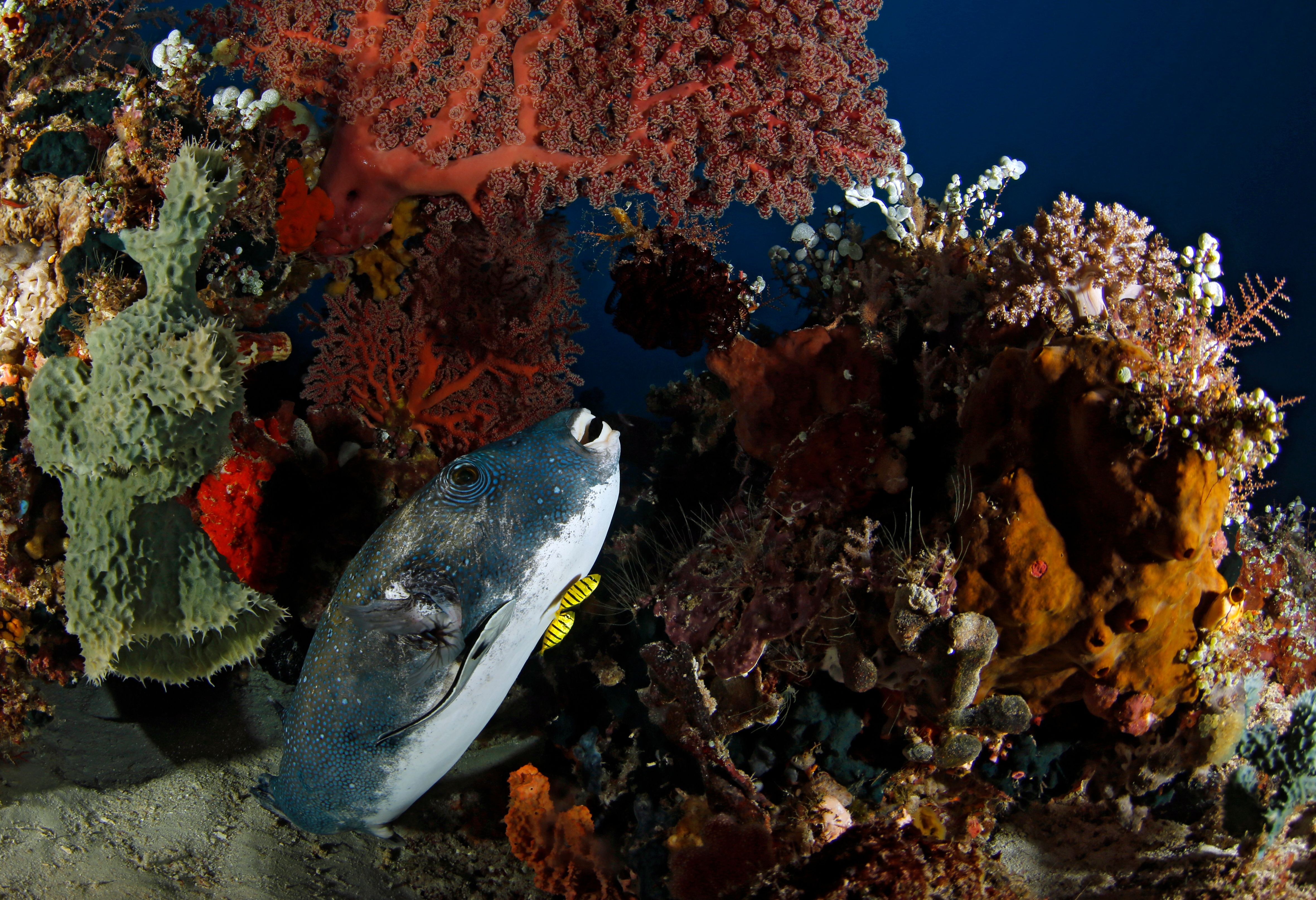 Onderwaterwereld in de Dampier Strait in Raja Ampat in Indonesie