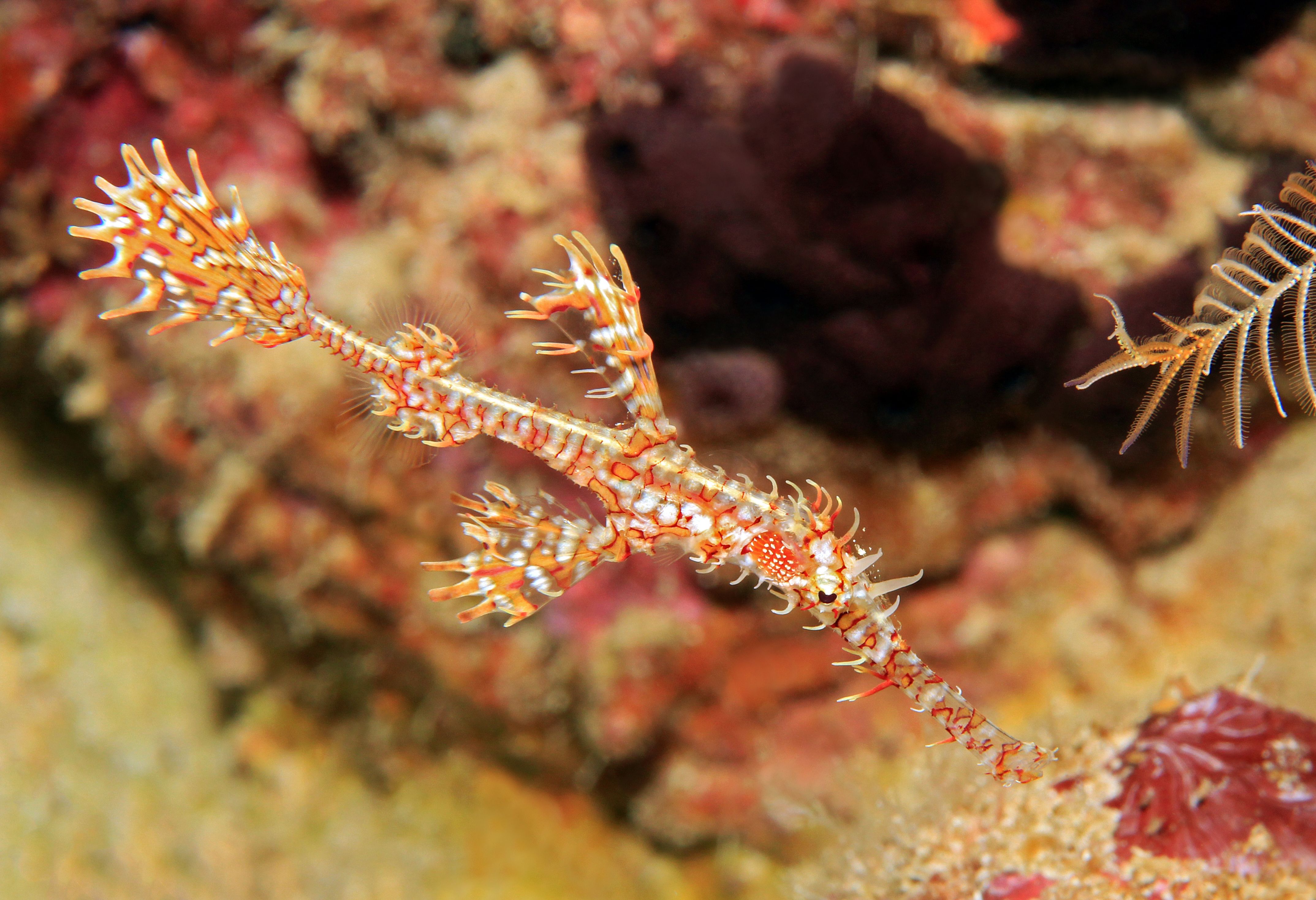 Harlekijn Spookfluitvis bij Mansuar Island in Raja Ampat in Indonesie