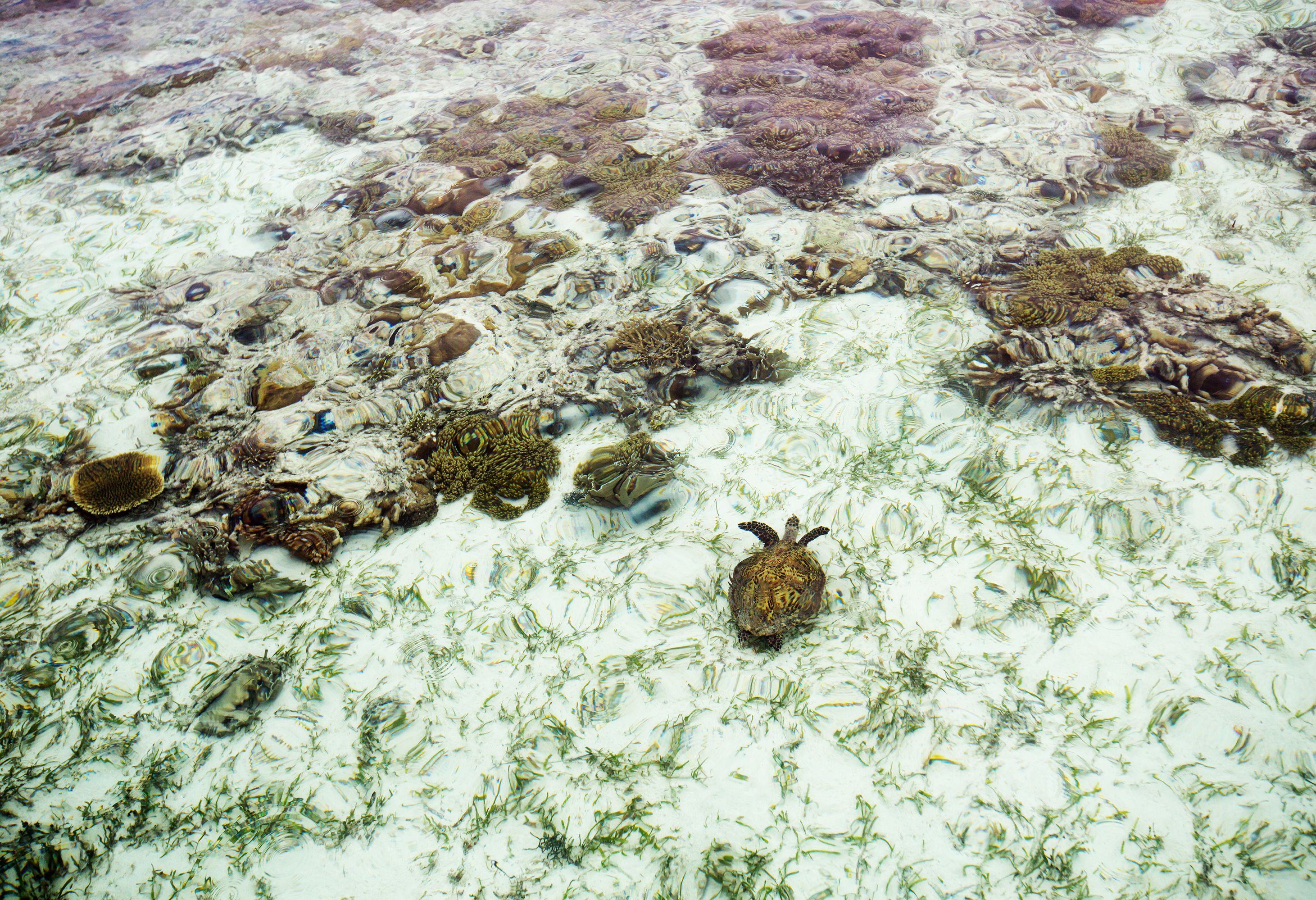 Grazende zeeschildpad bij Kri Island in Raja Ampat in Indonesie