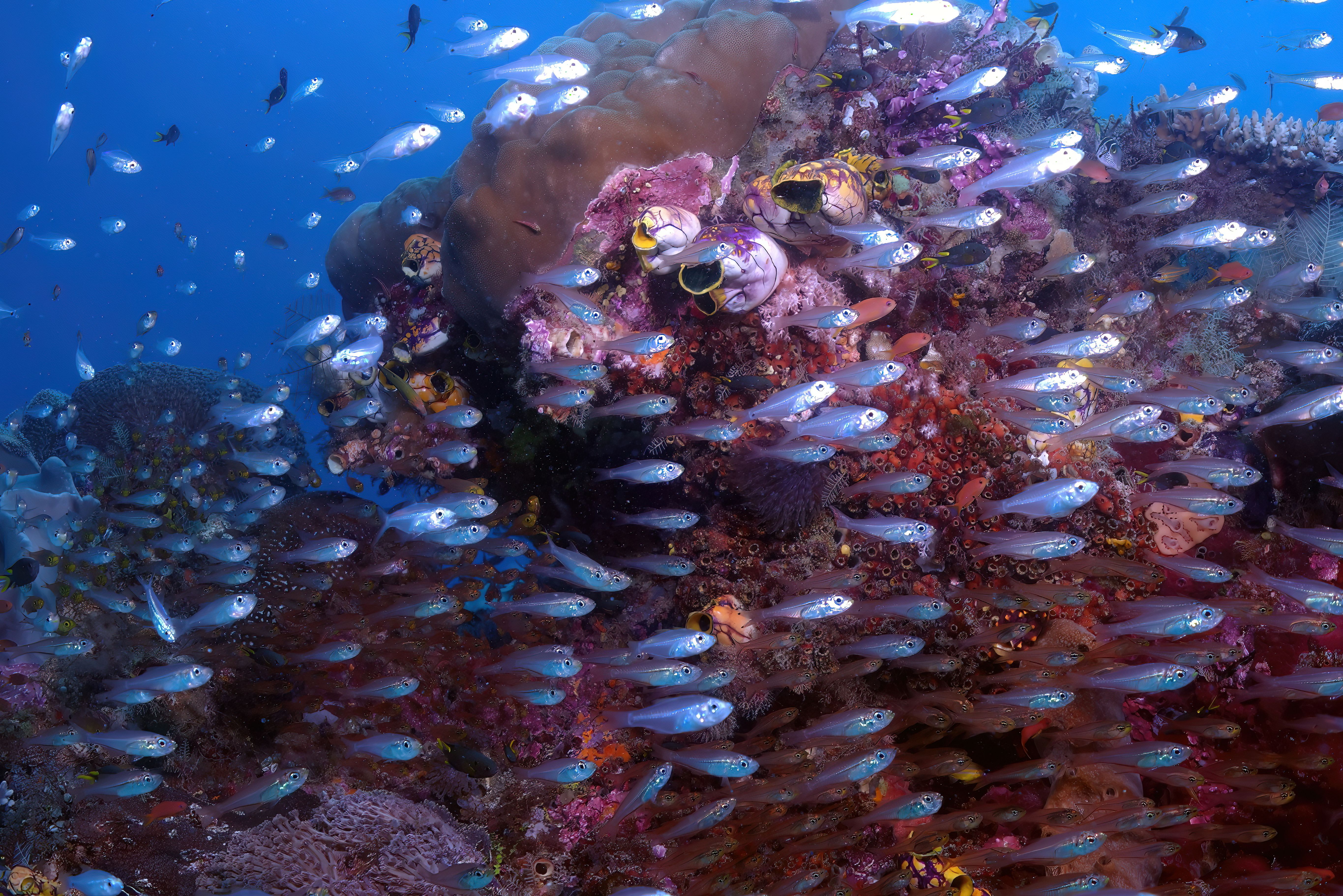 Onderwaterwereld bij Arborek Island in Raja Ampat in Indonesie