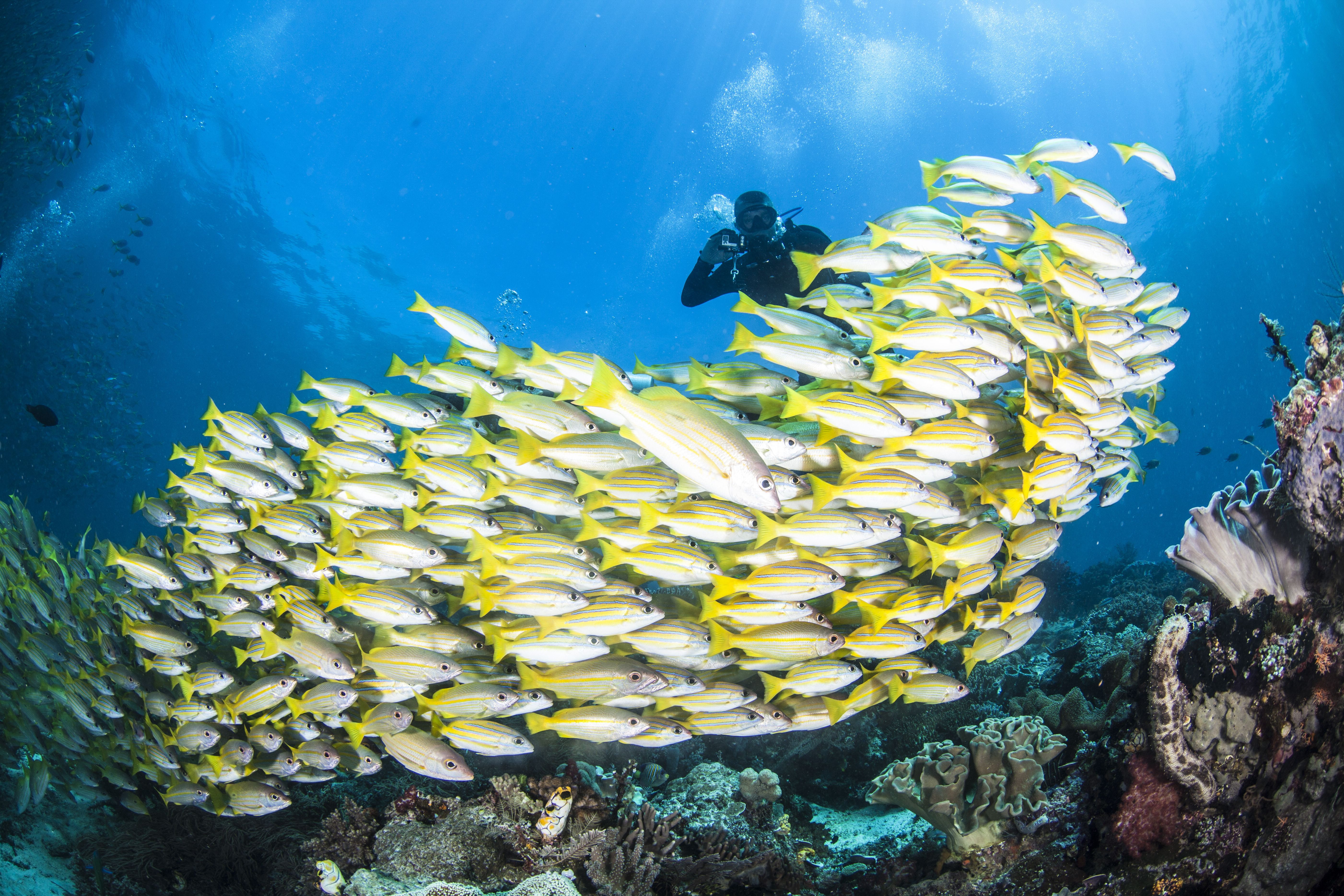 School gele snappers in Raja Ampat in Indonesie