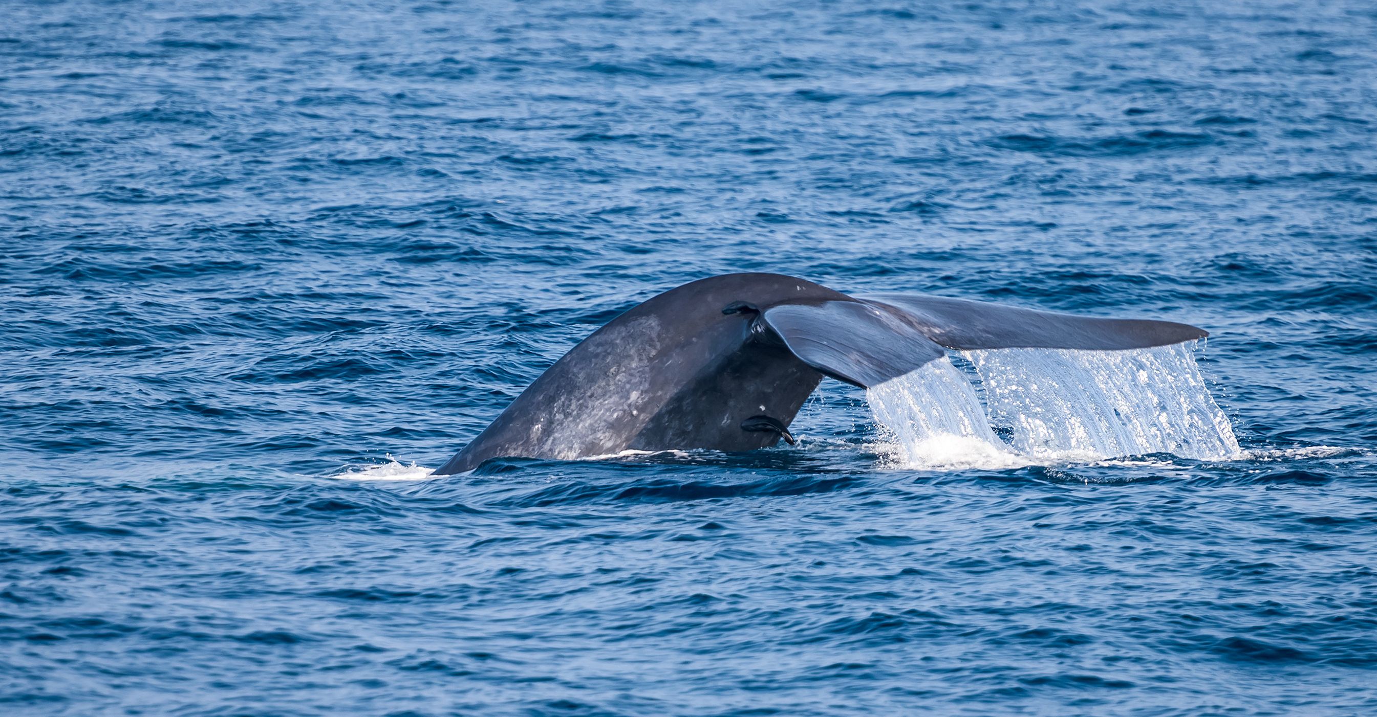 Walvissen in Trincomalee