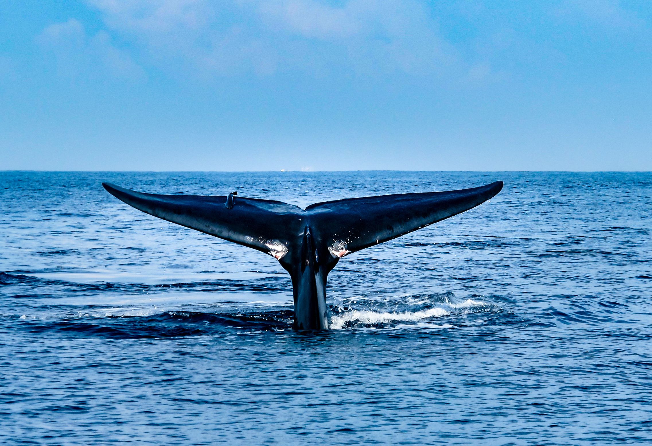 Walvis bij Mirissa in Sri Lanka