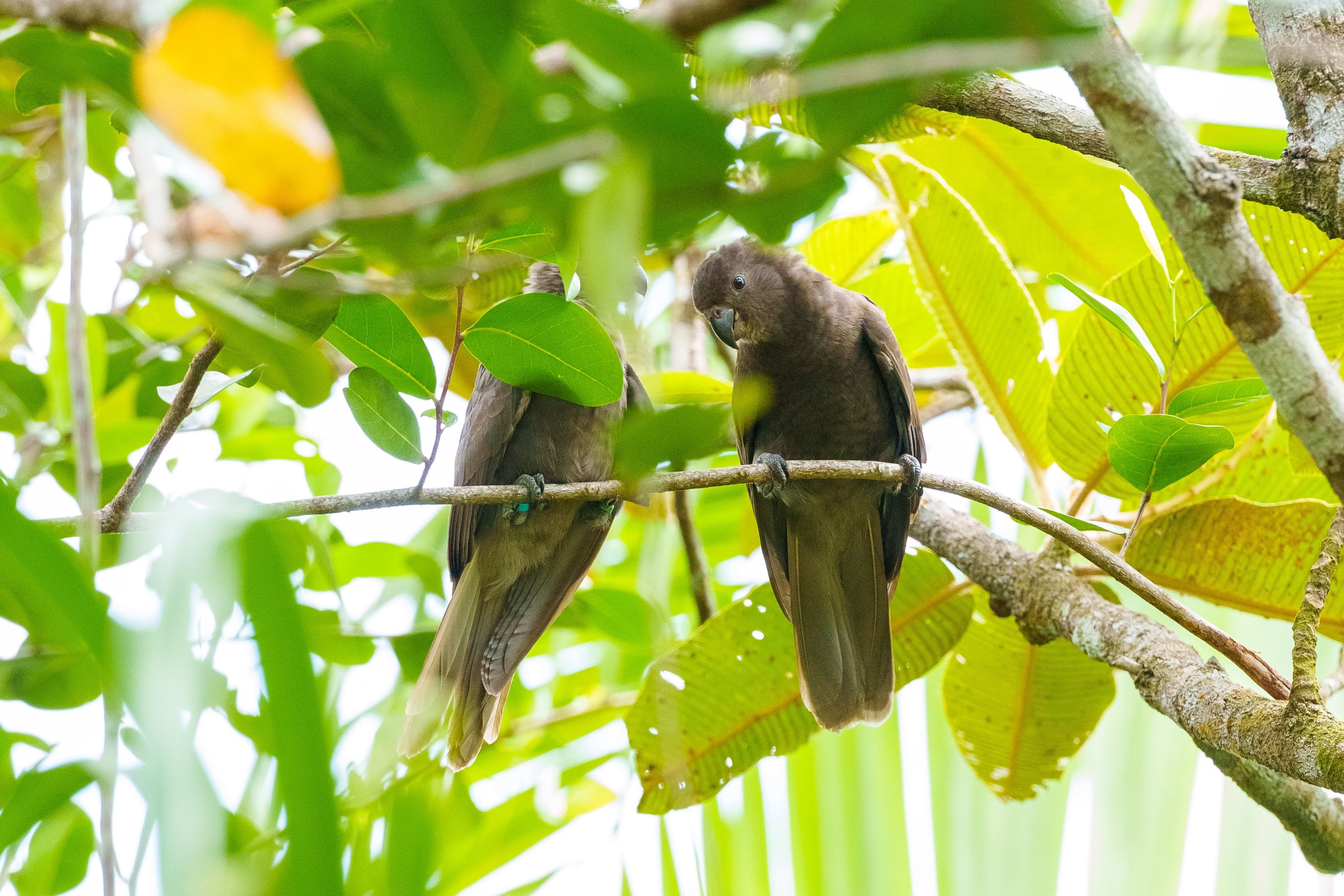 Black Parrots op Praslin