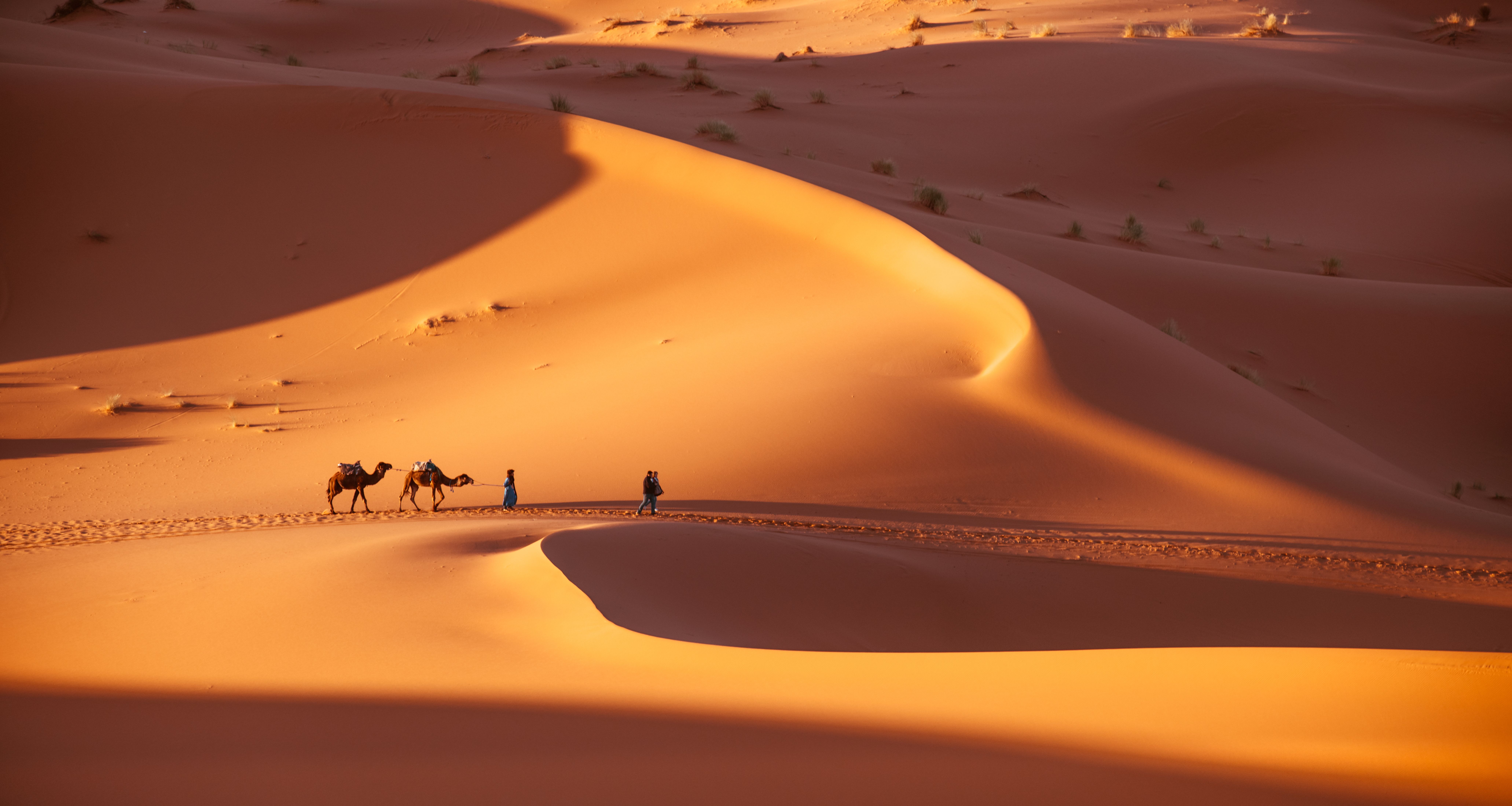 Marokko-Sahara-kamelen