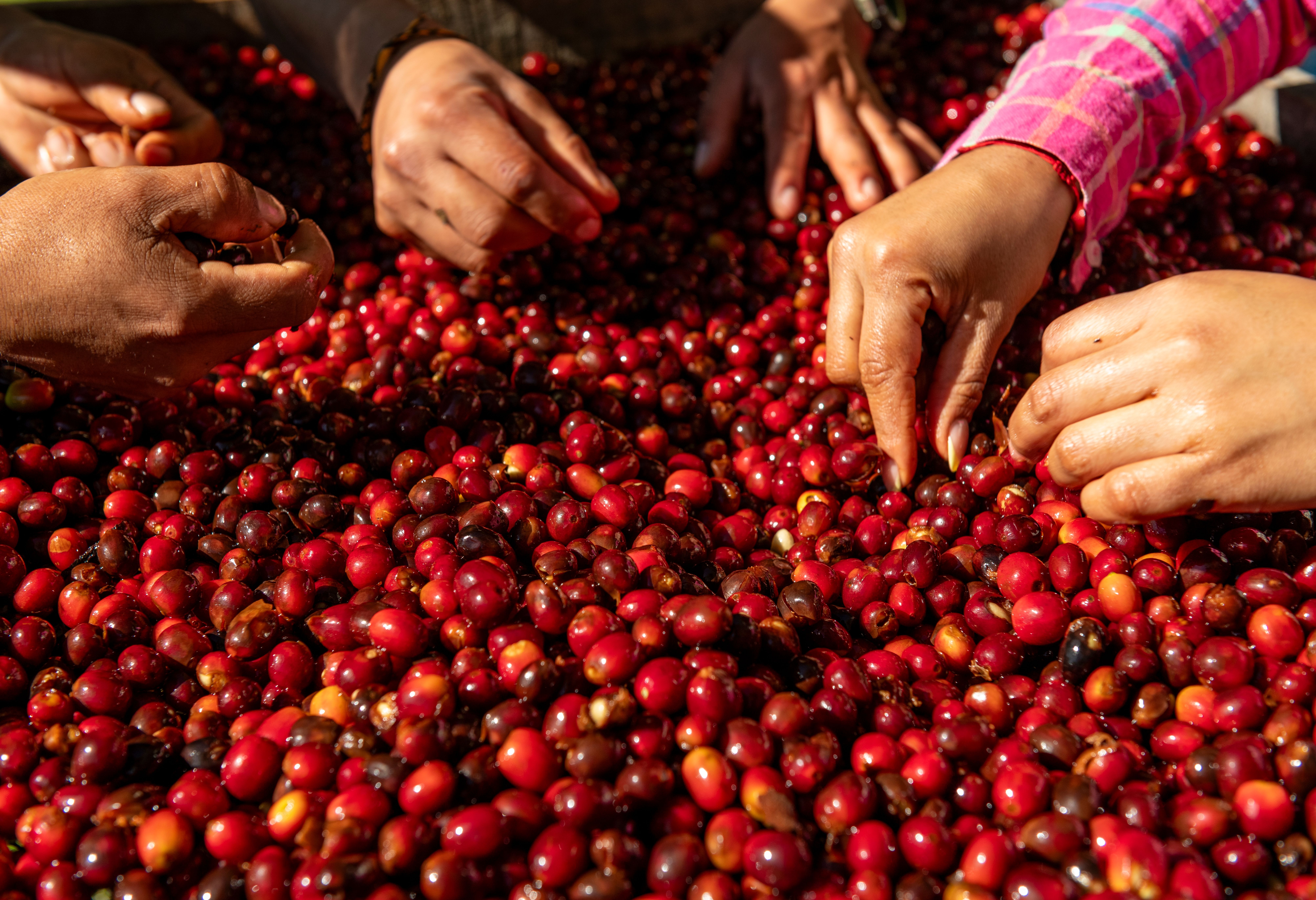Panama Chiriqui Boquete Koffiebonen