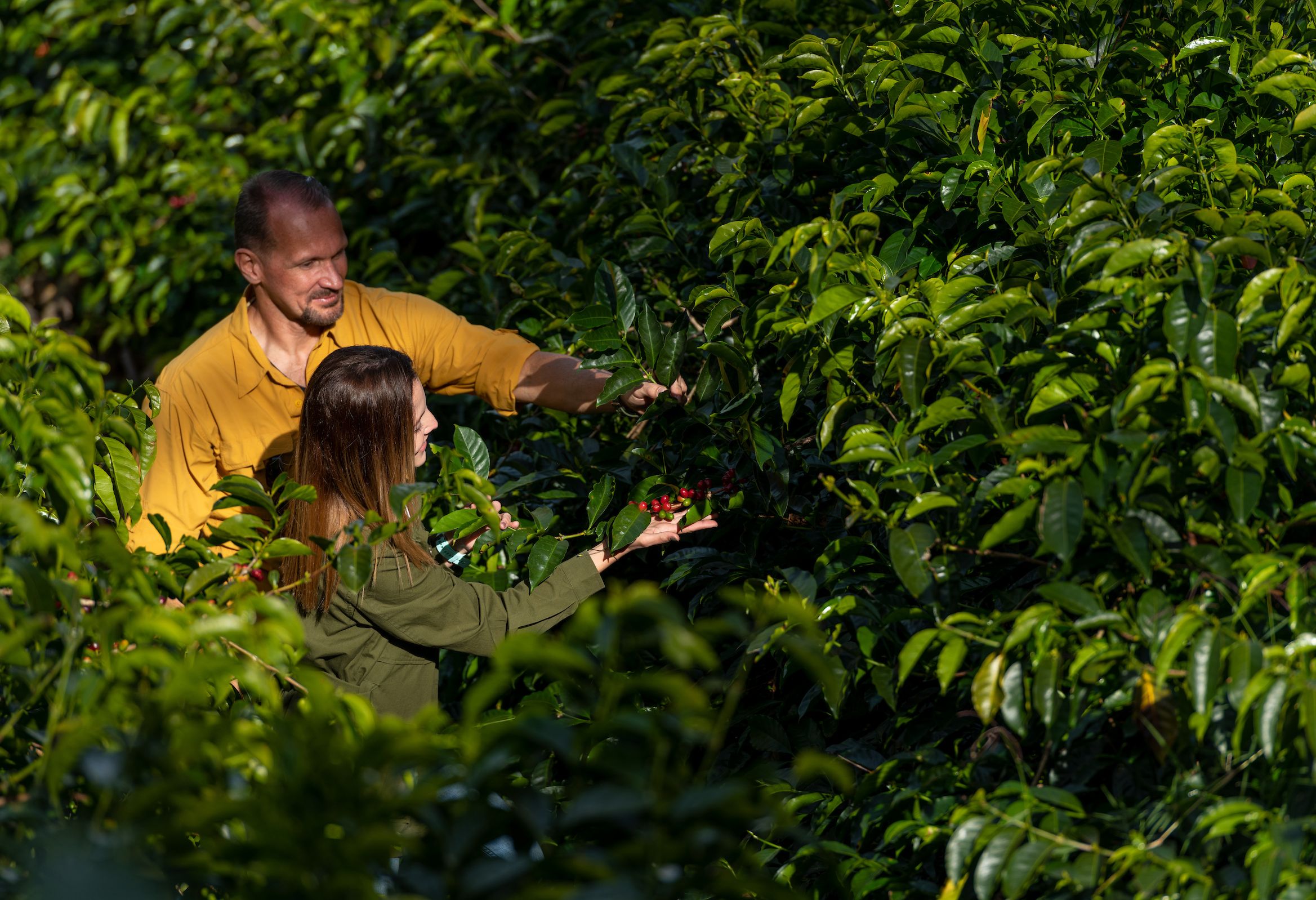 Panama Chiriqui Boquete Finca Lerida Koffie