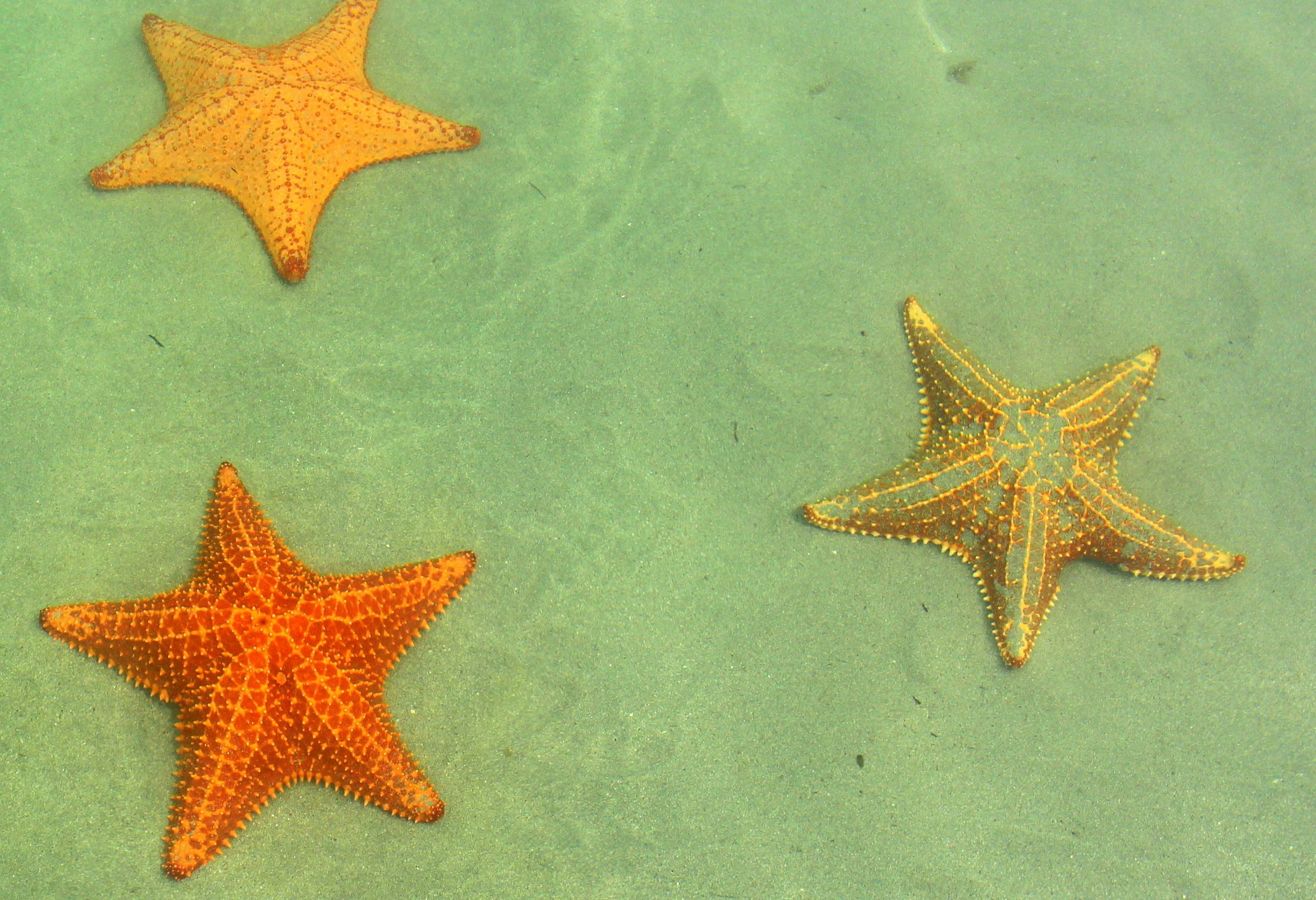 Panama Bocas del Toro Starfish Beach