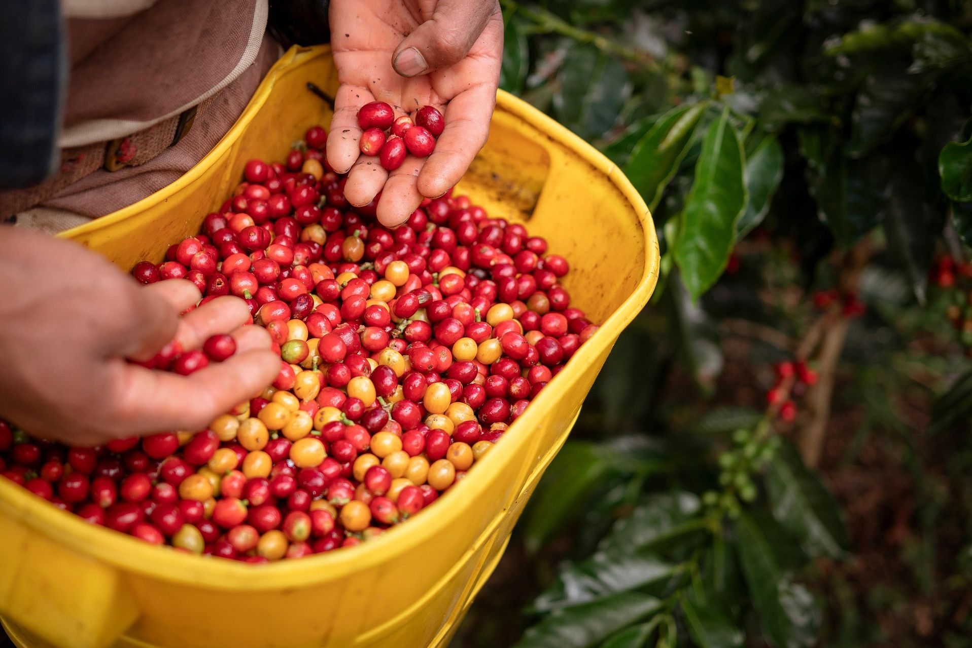 Panama Boquete Koffiebonen