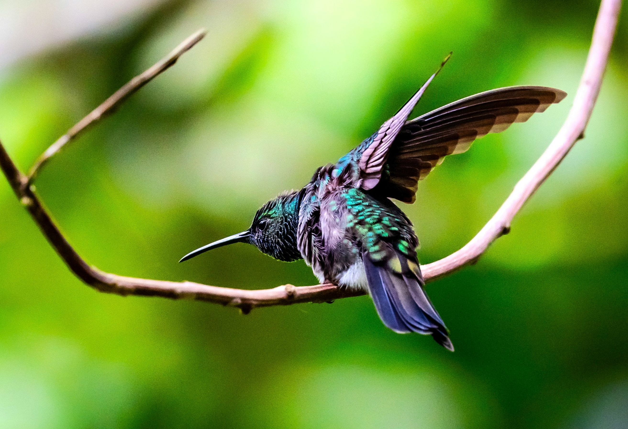 Panama Kolibri