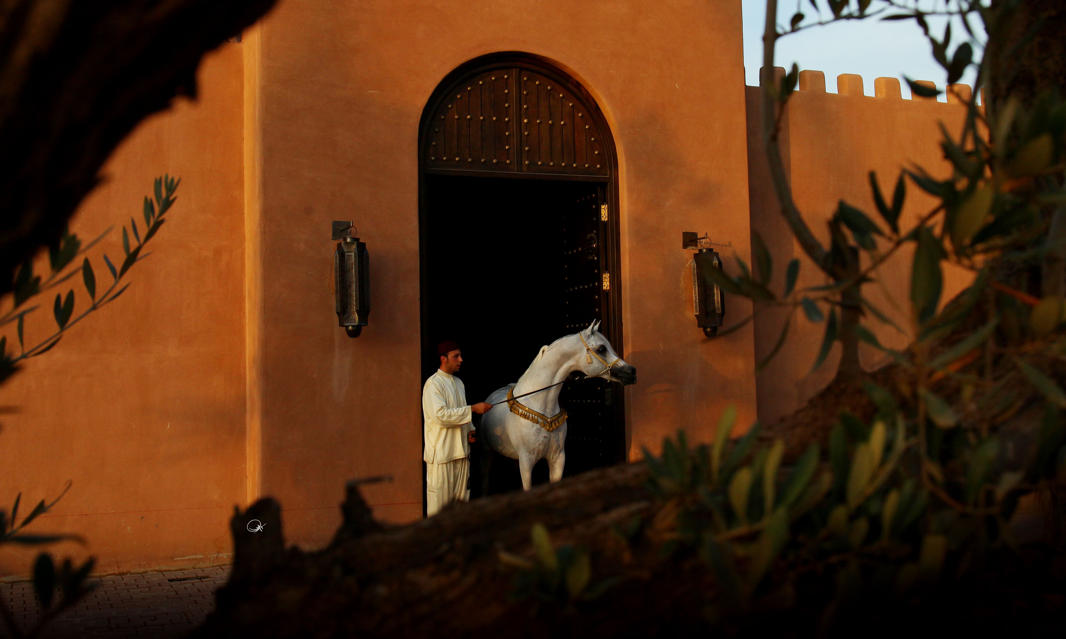 Marokko-Marrakech-Selman-Stallen-Arabieren-Paarden