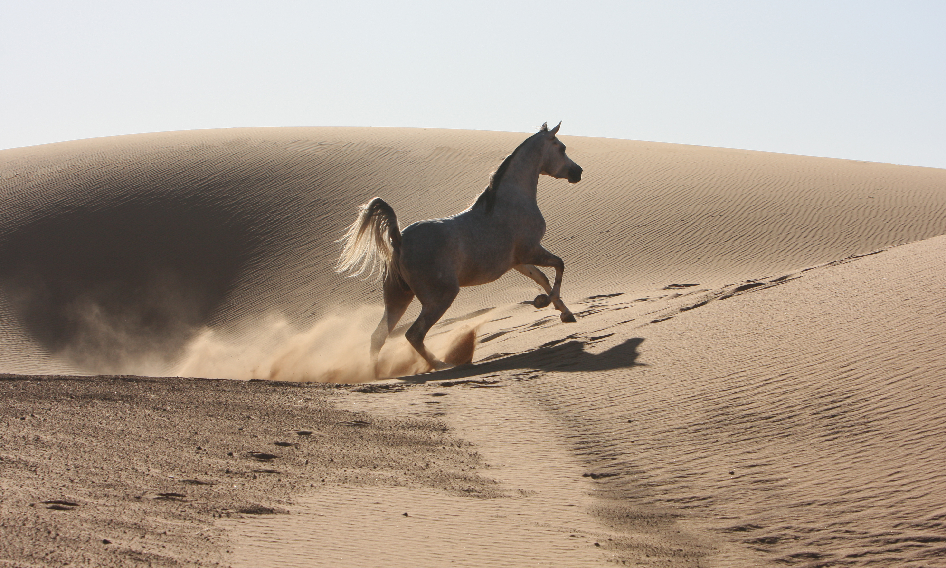 Marokko-Marrakech-Selman-Stallen-Arabieren-Paarden