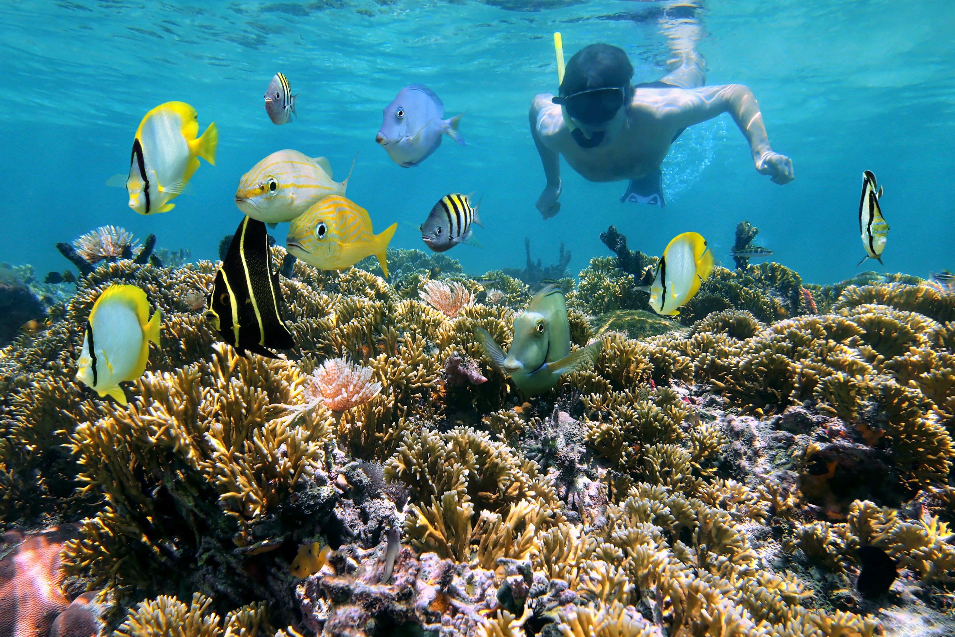 Snorkelen in Panama