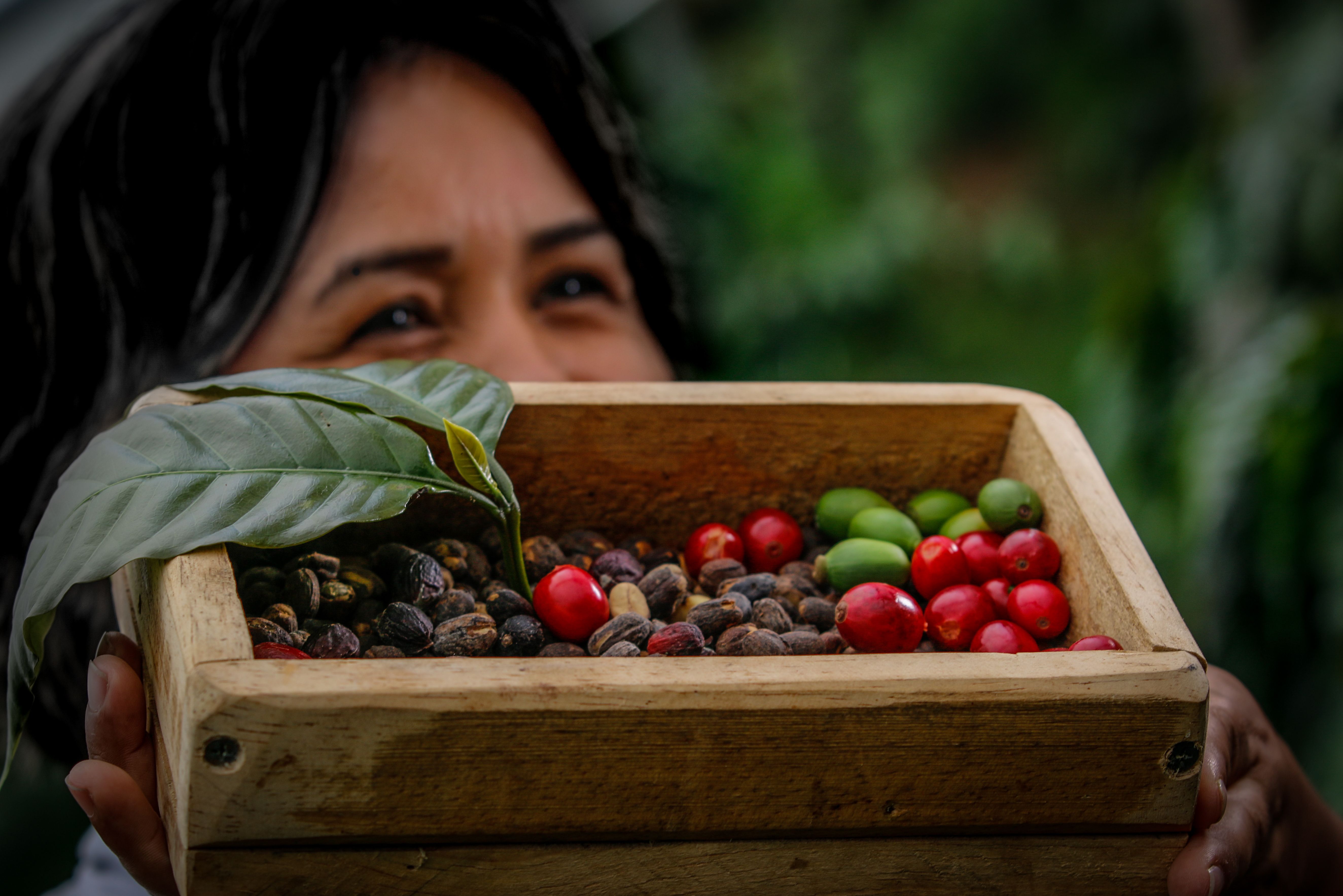 Bekijk het proces van de koffieboon