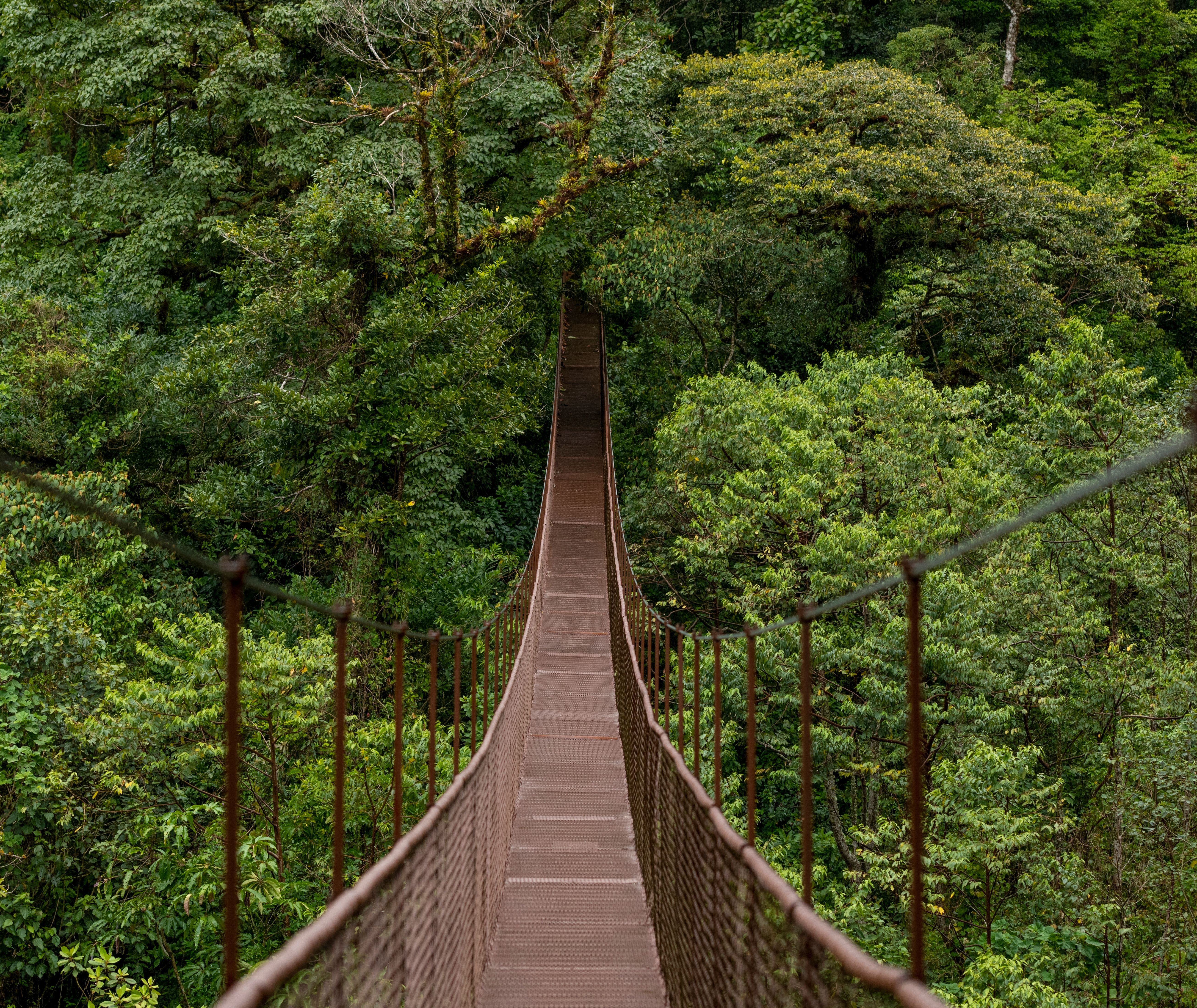 Panama-Chiriqui-Boquete-hangbrug-over-jungle
