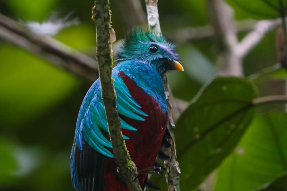 Kleurrijke quetzal vogel