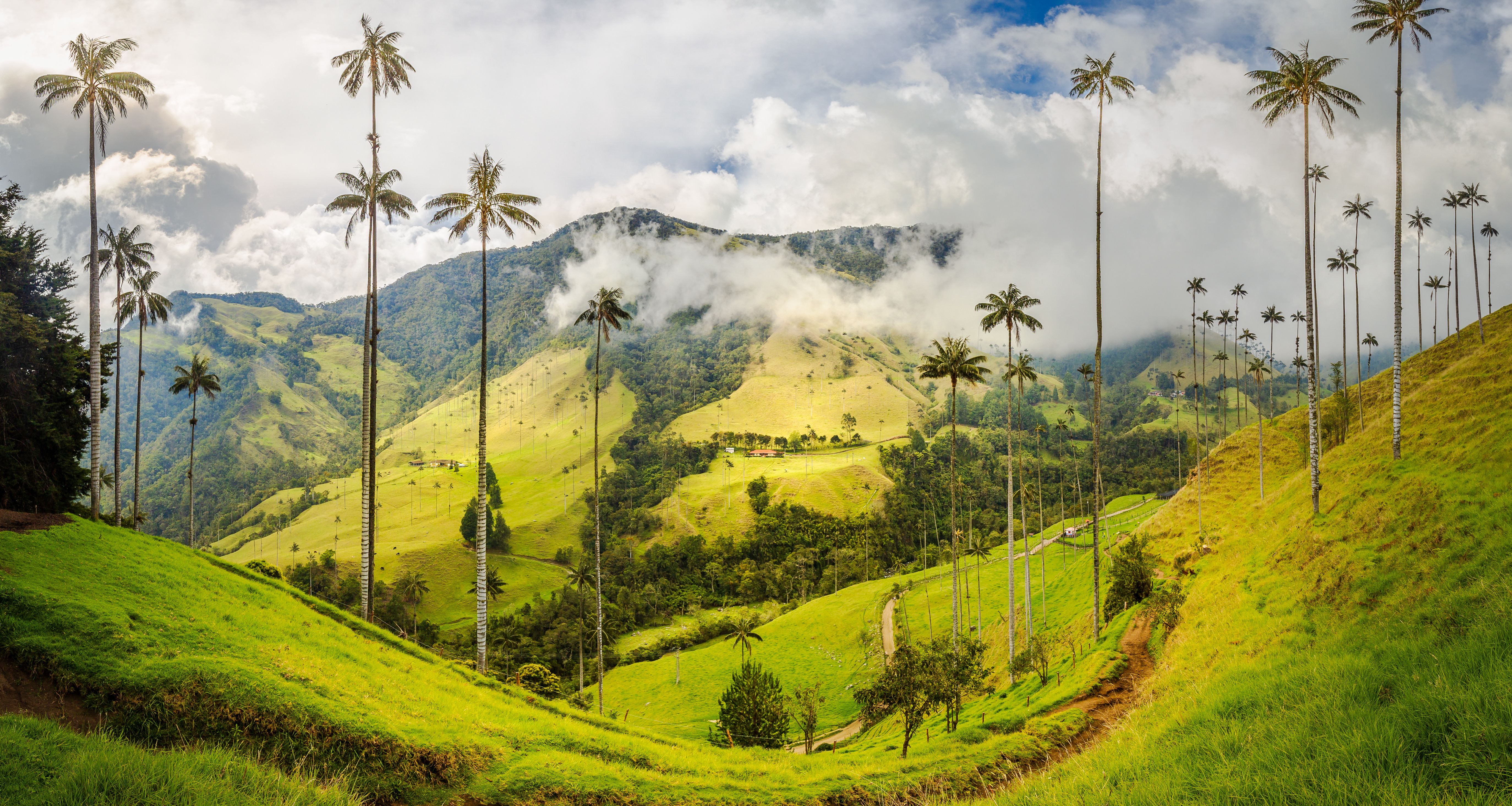 Colombia-Cocora-Vallei