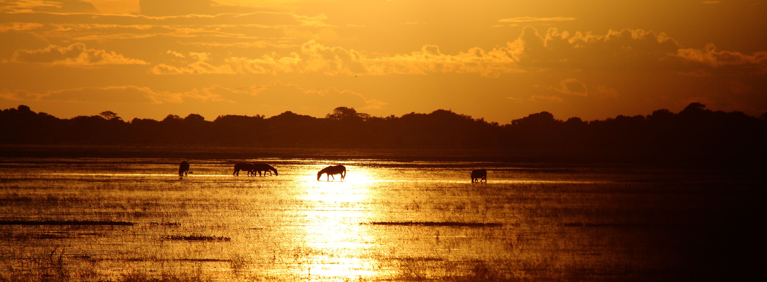 Colombia-Los-Llanos-Zonsondergang