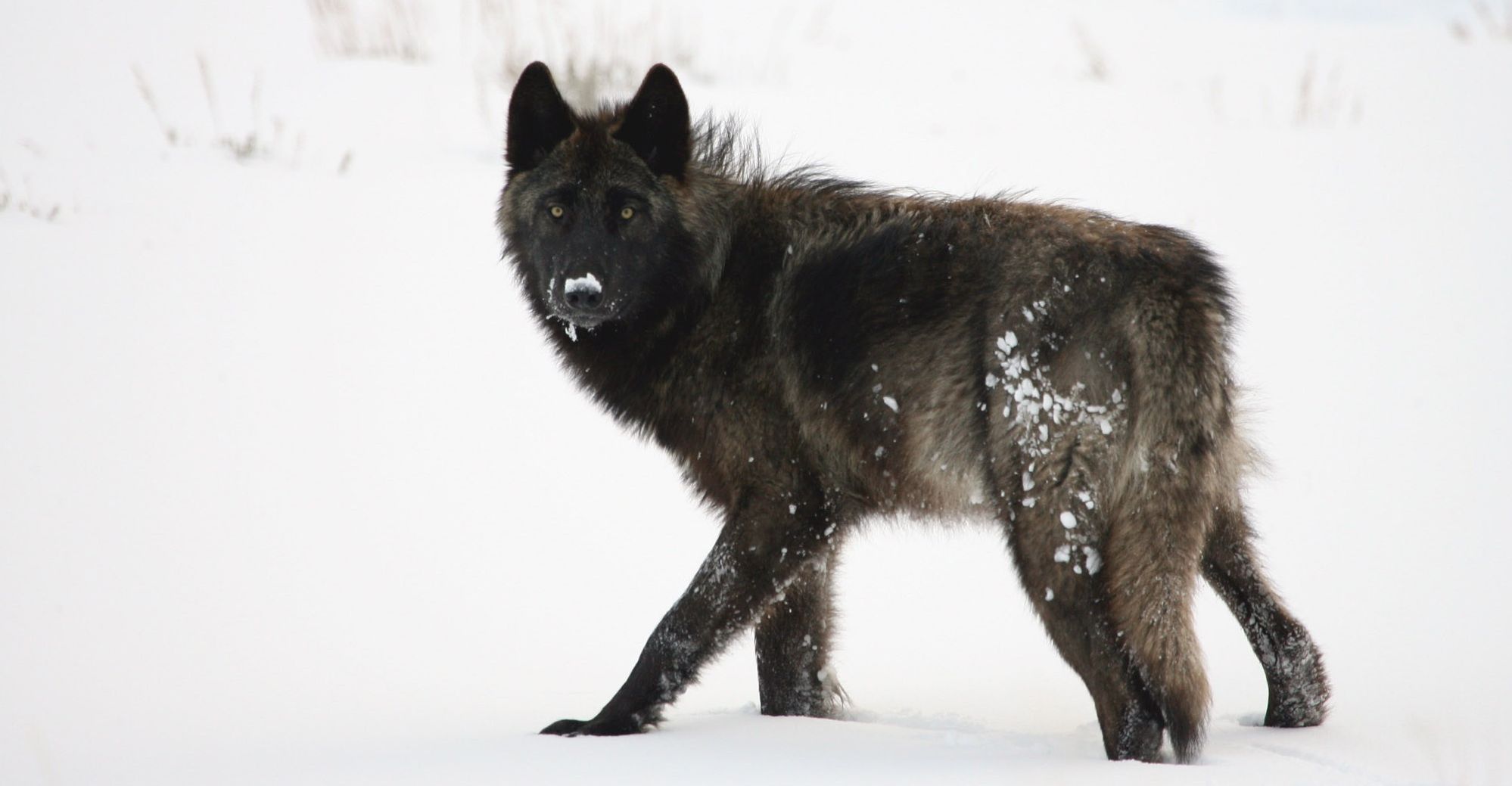 Amerika-Yellowstone-National-Park-grijze-wolf