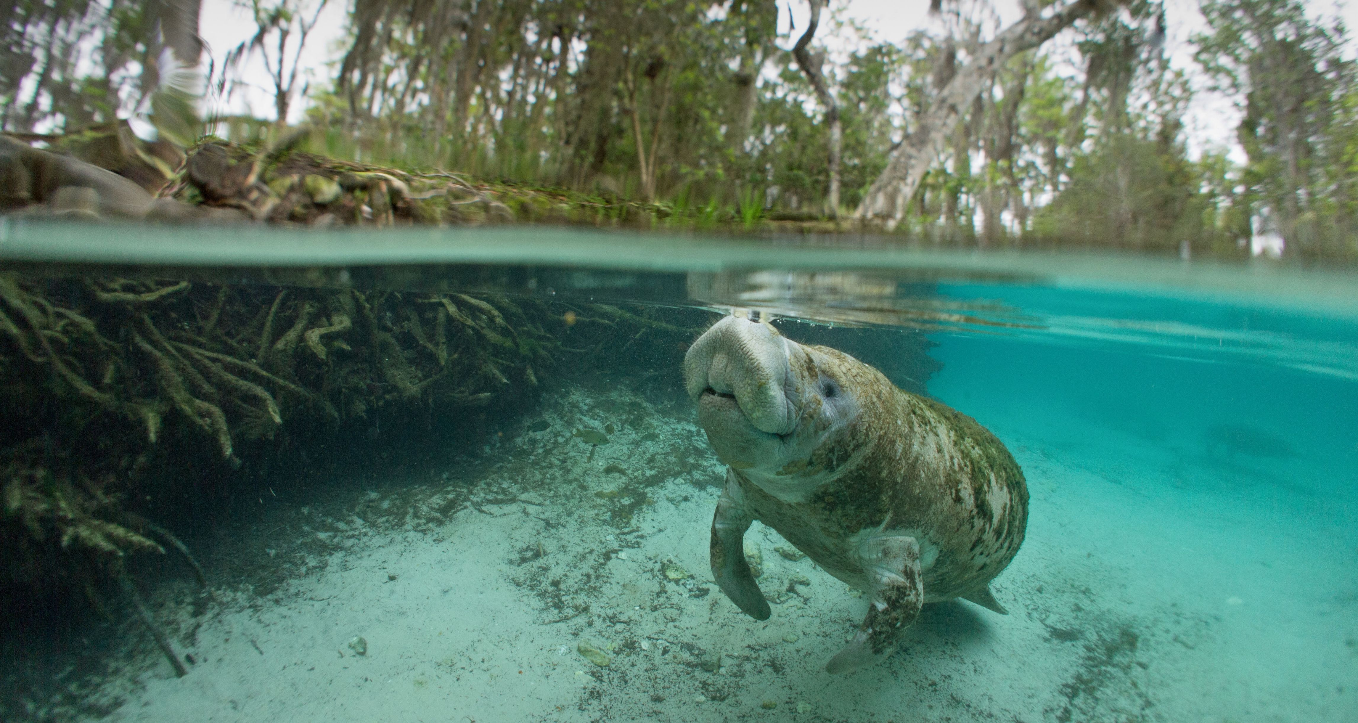 Amerika-Florida-Clearwater-Snorkelen-Manatee-Zeekoe