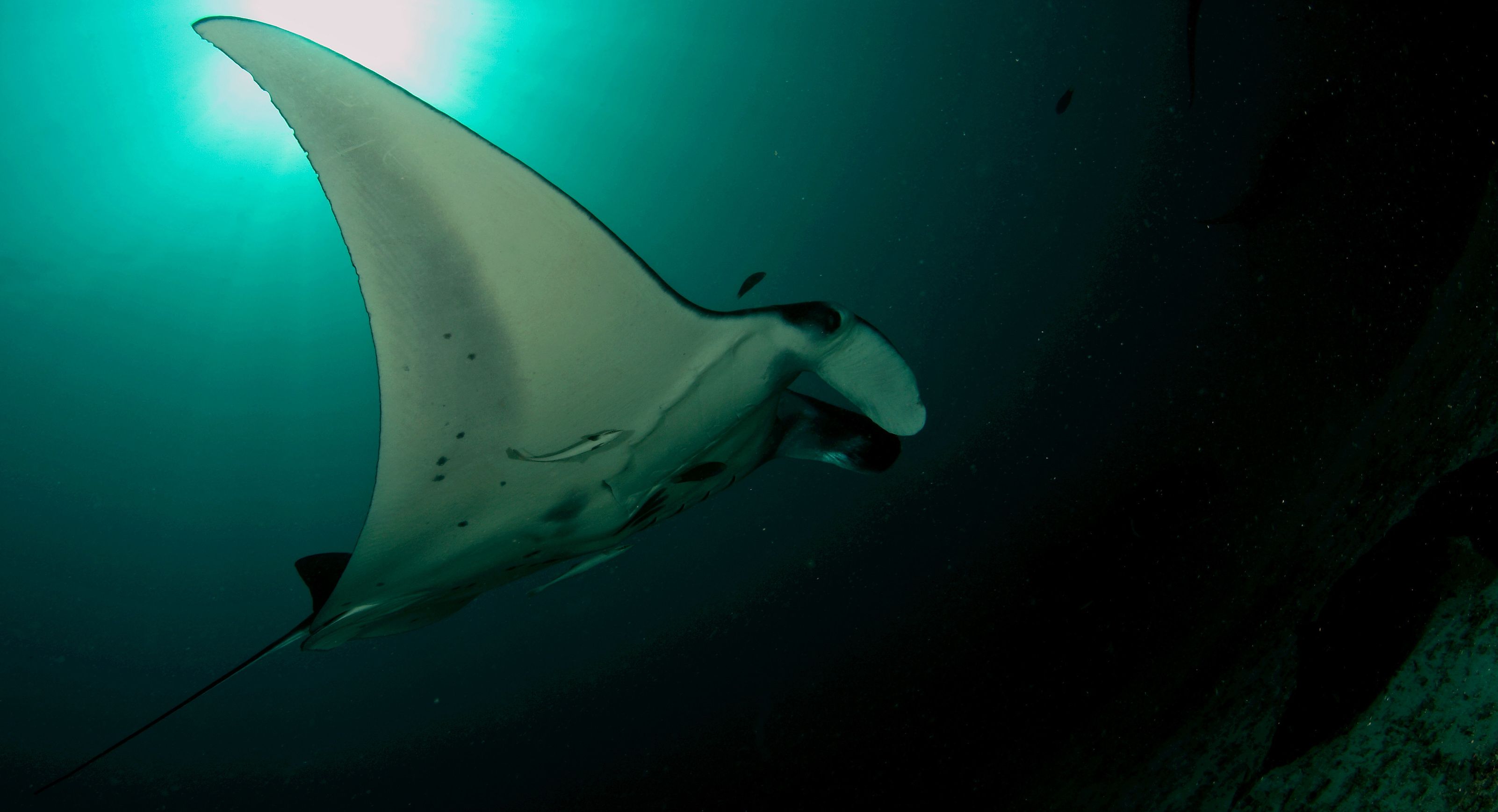manta-rog