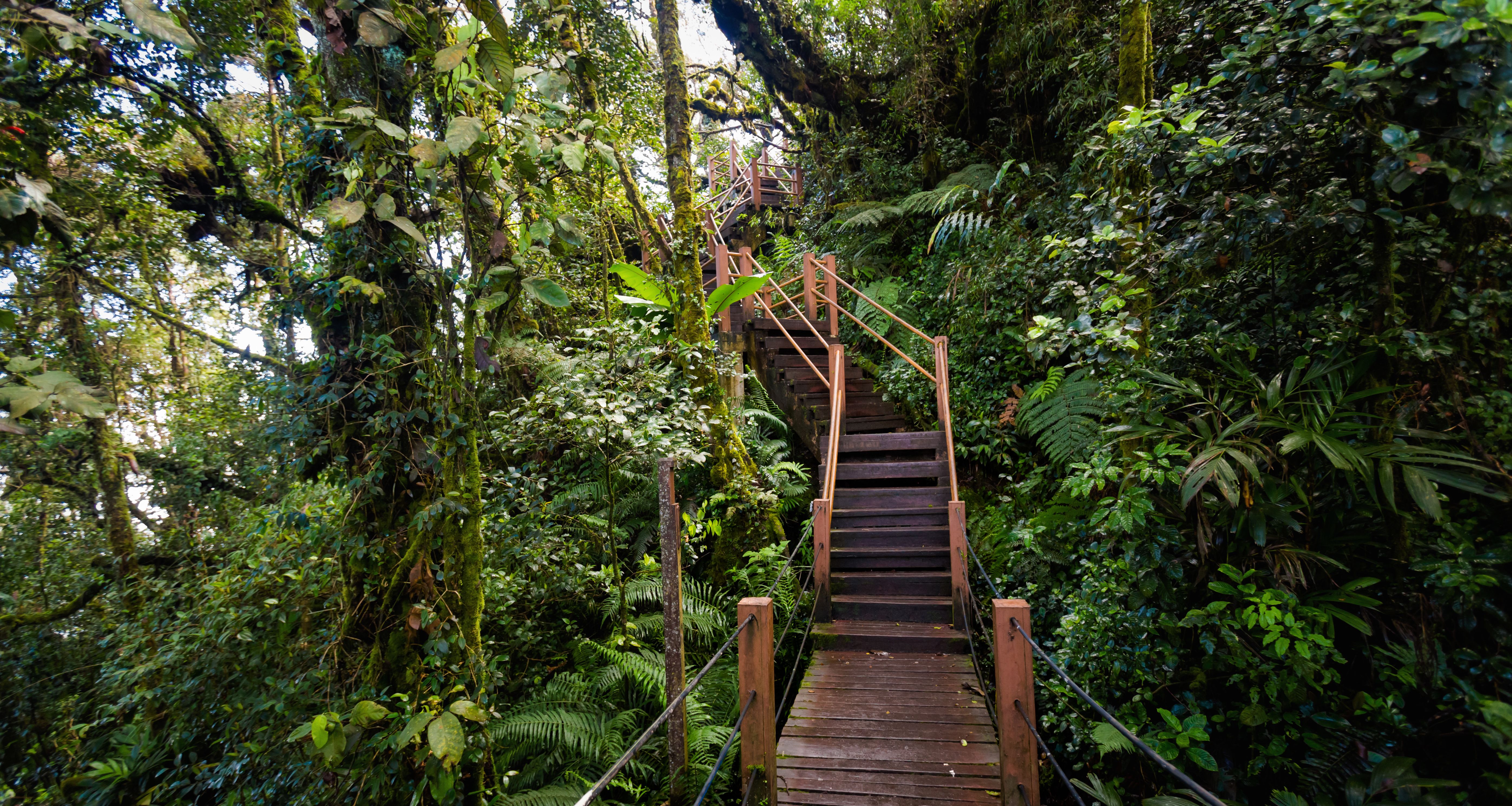 Maleisie-Cameron-Highlands-Gunung-Brinchang-Mossy-Forest