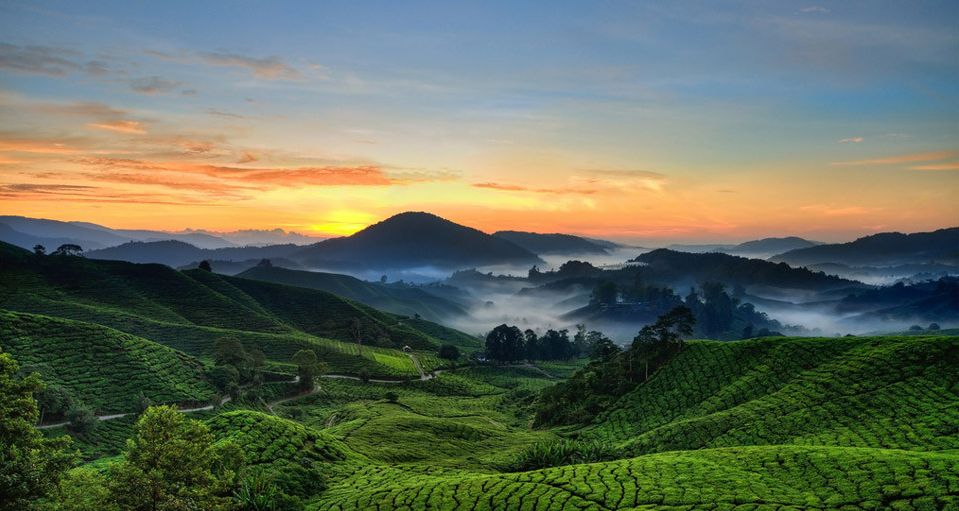 Maleisie-Cameron-Highlands-uitzicht-op-theeplantages