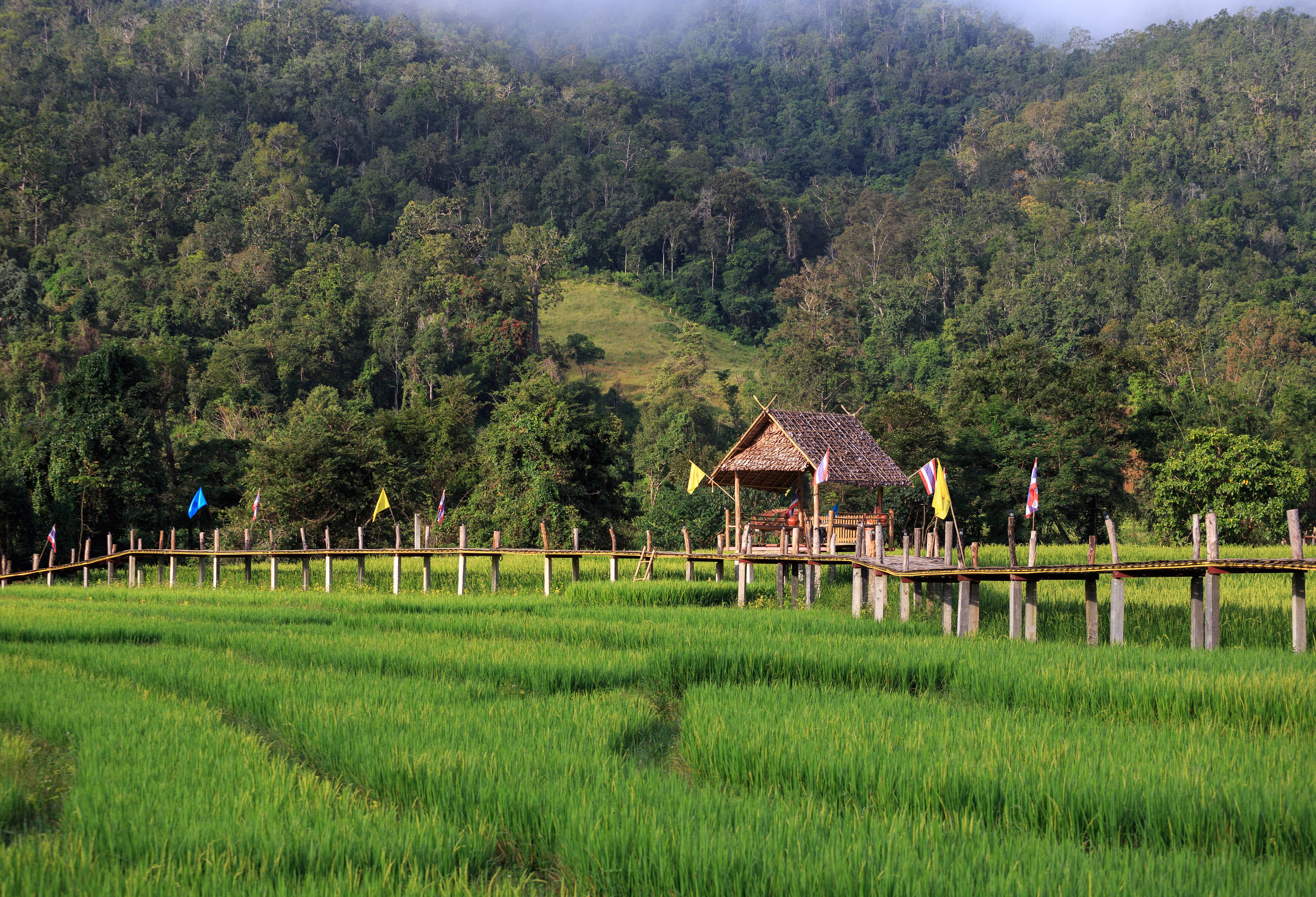 Rijstveld met bamboe brug nabij Pai in Thailand