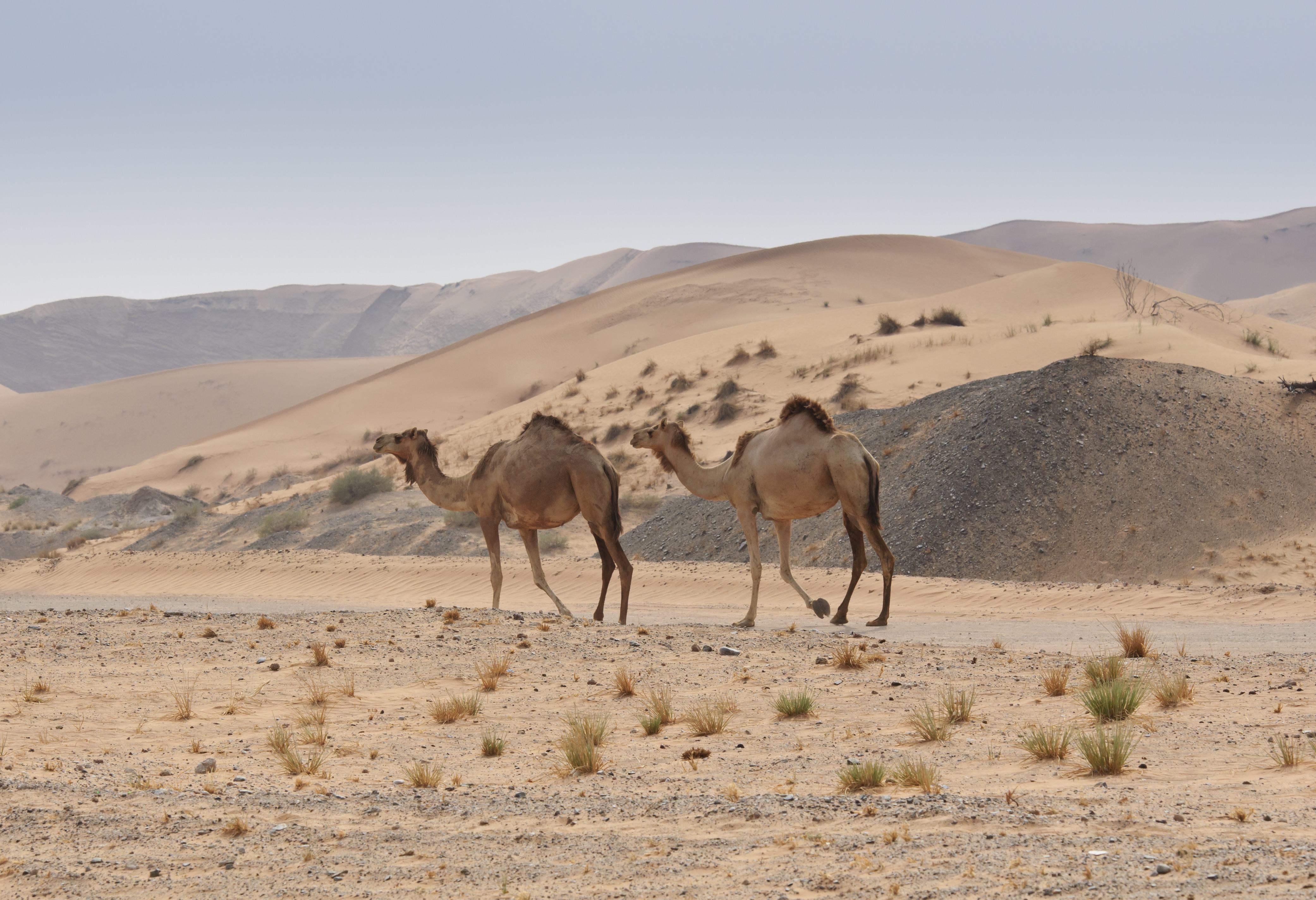 Kamelen in de woestijn Emiraten Dubai