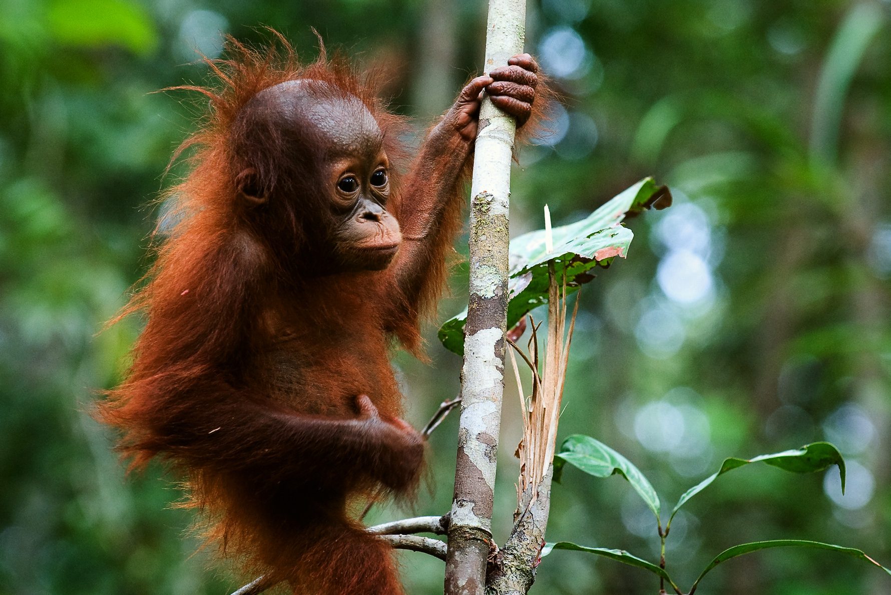 Orang-oetan baby Sumatra