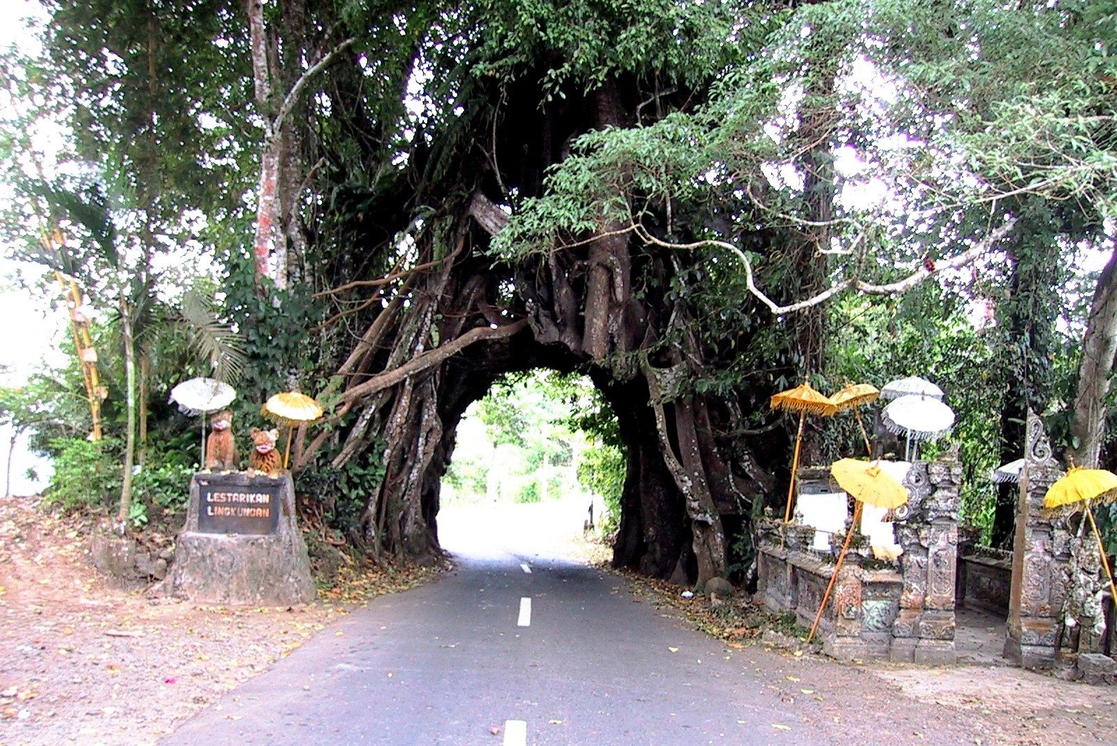 Bunut Bolong boom Bali