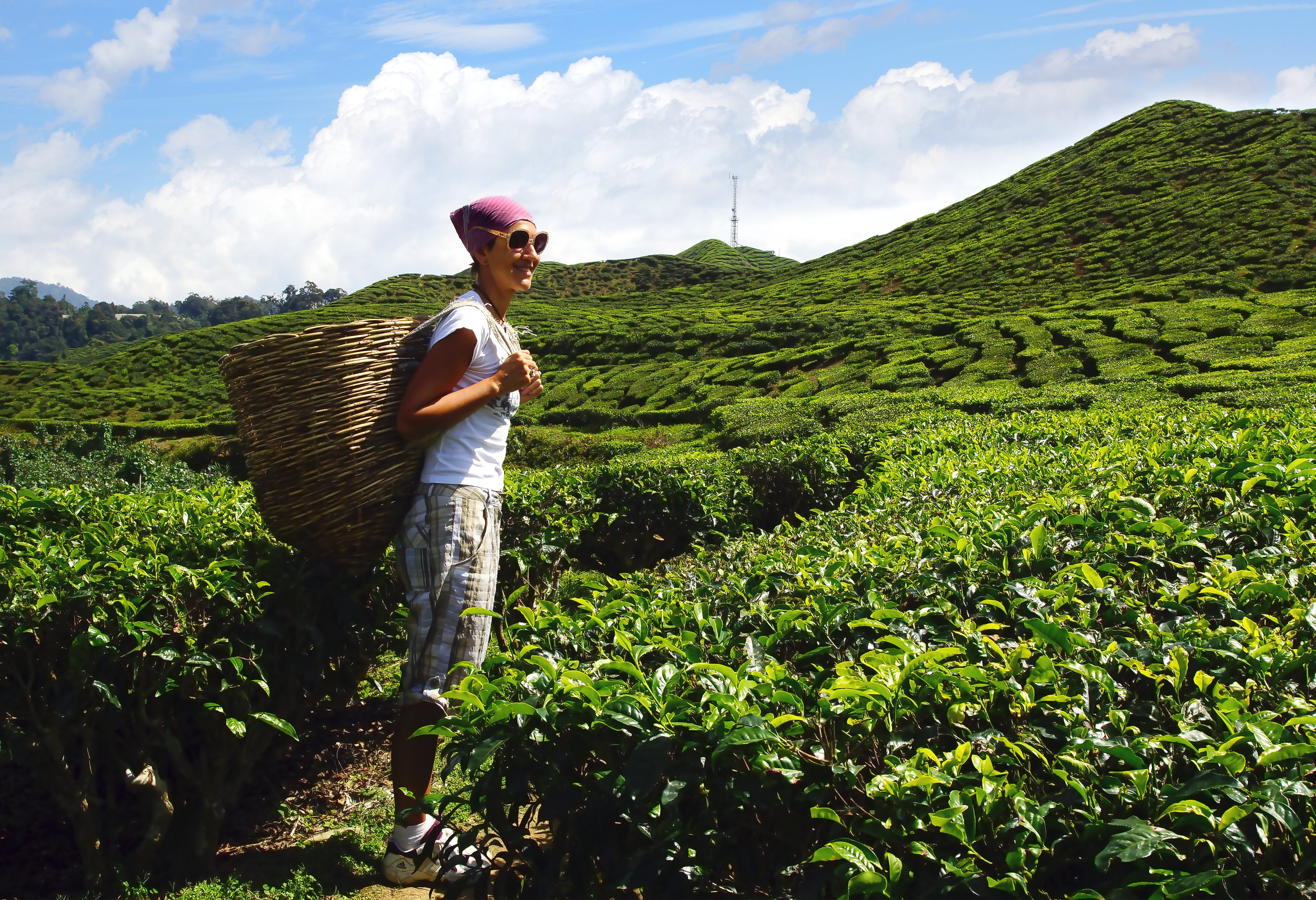 Cameron Highlands theeplantages
