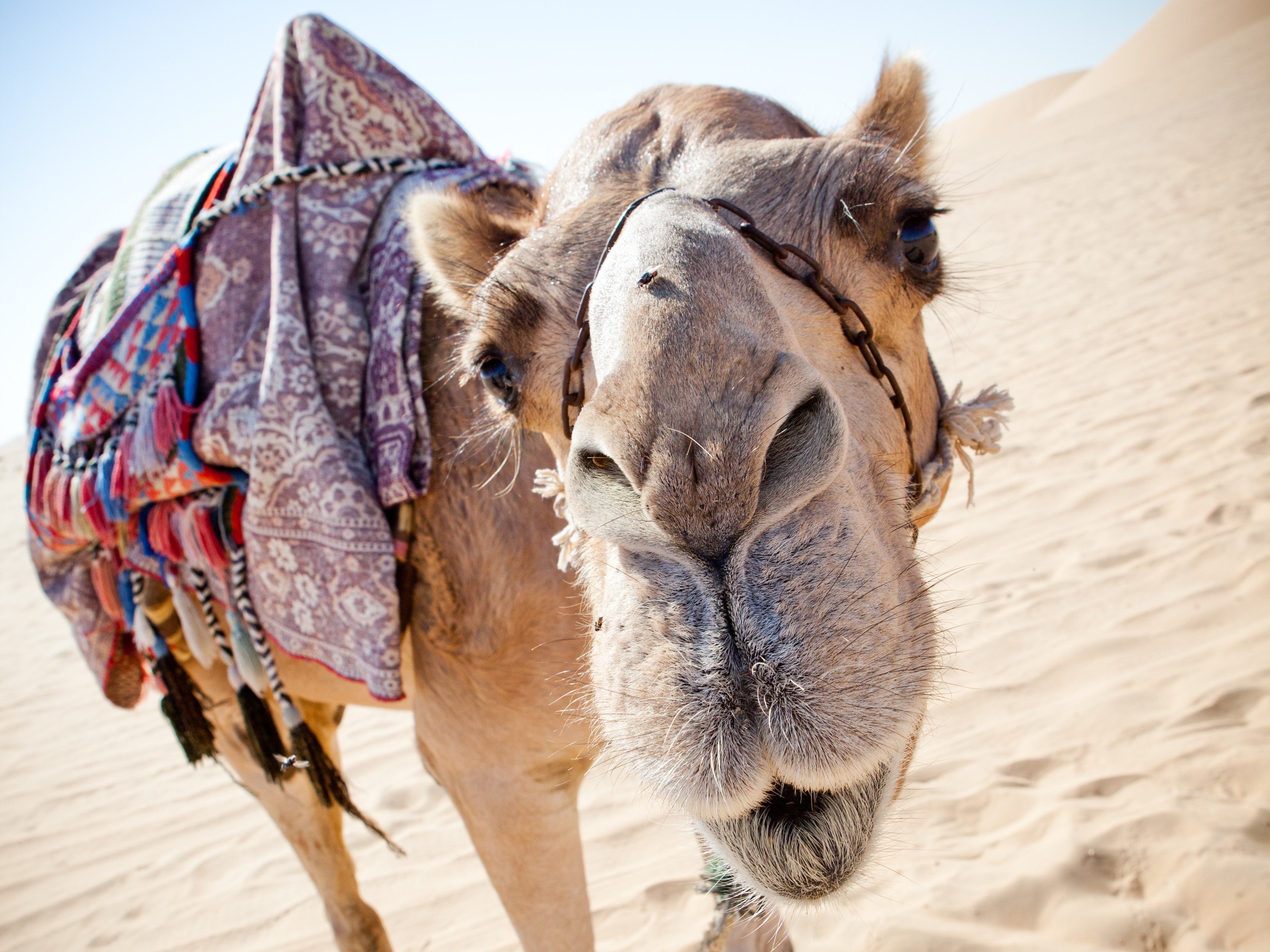 Kameel in de woestijn bij Dubai