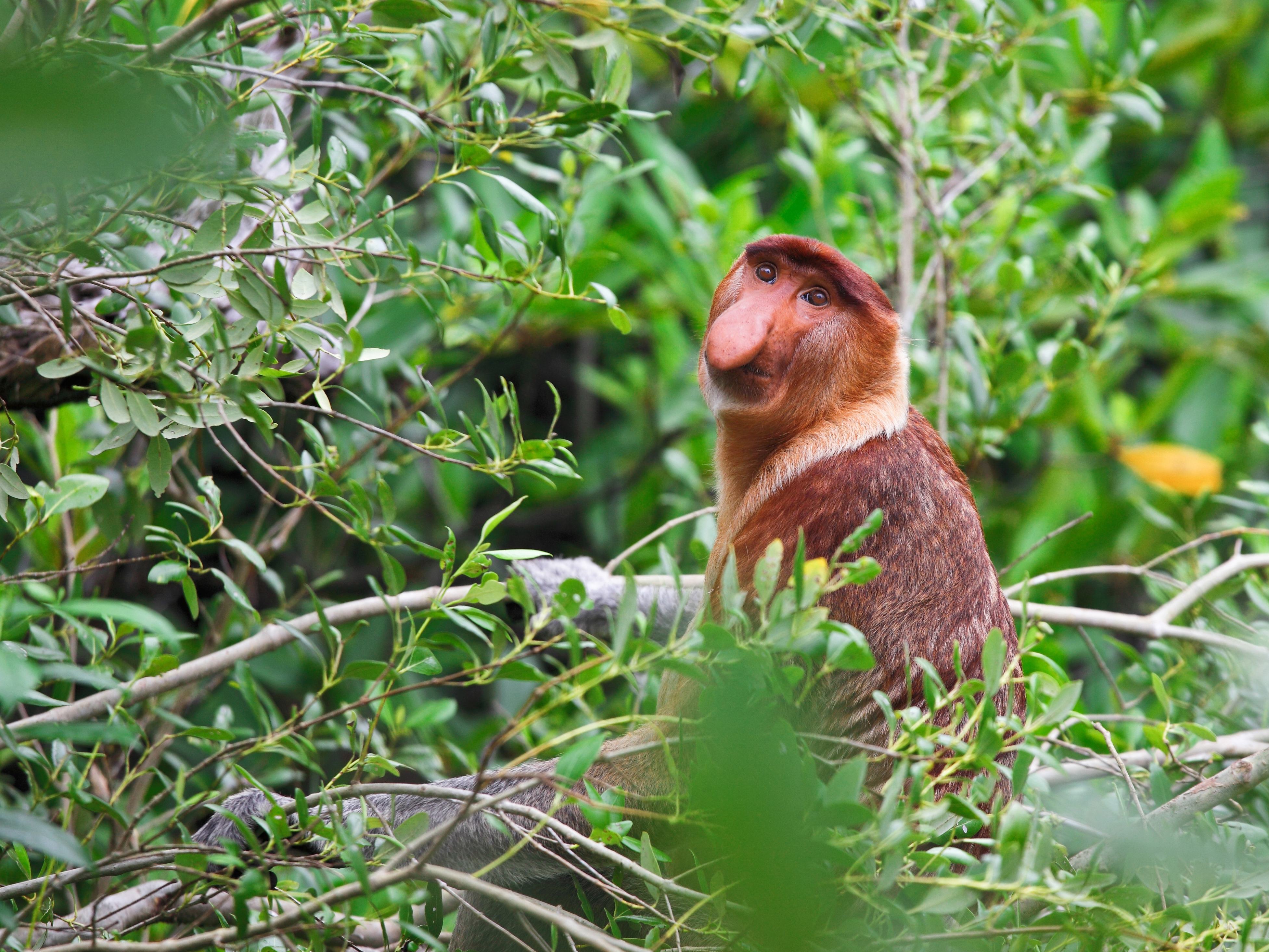 Neusaap in Borneo
