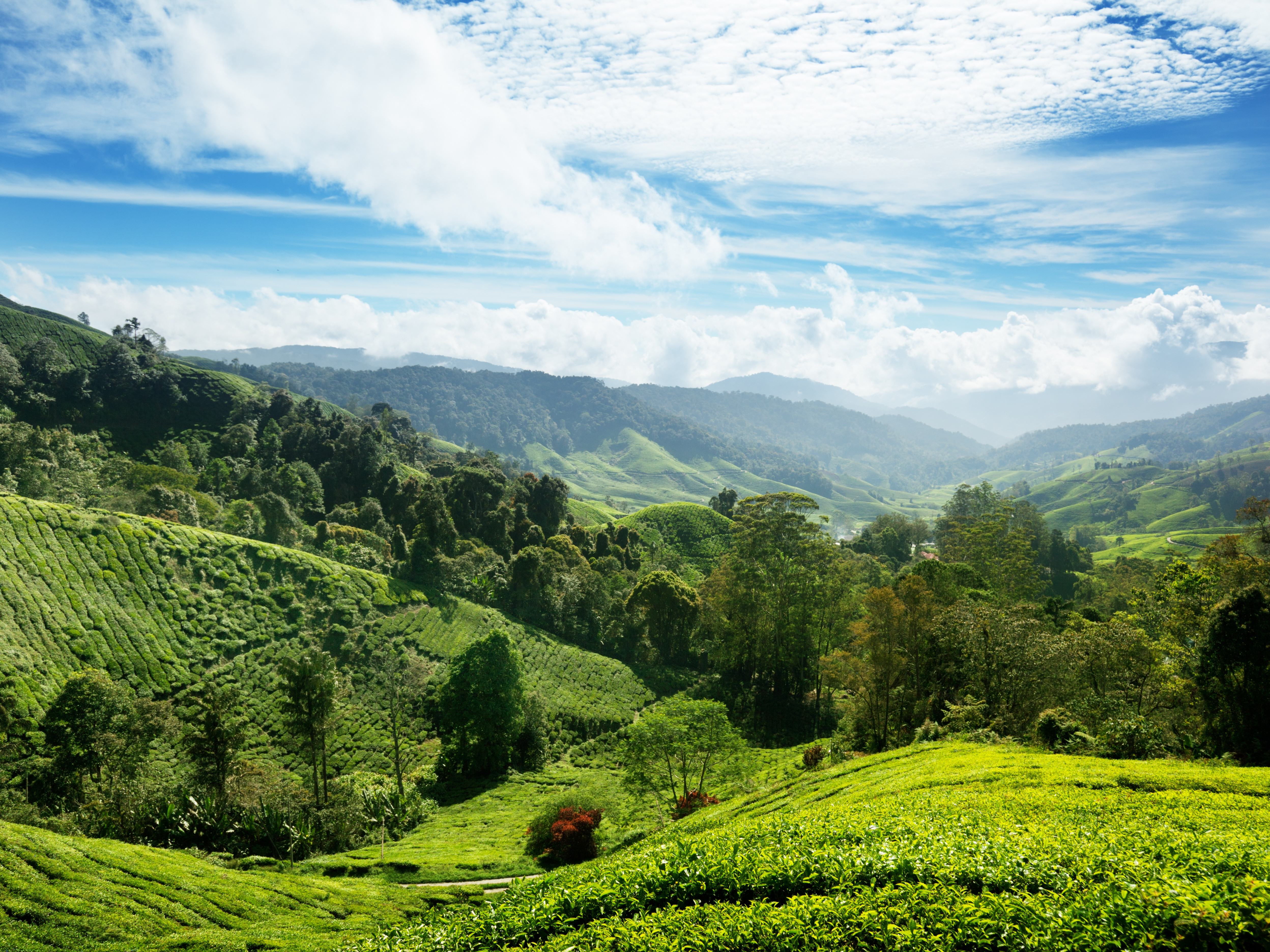 Theeplantages in Maleisie
