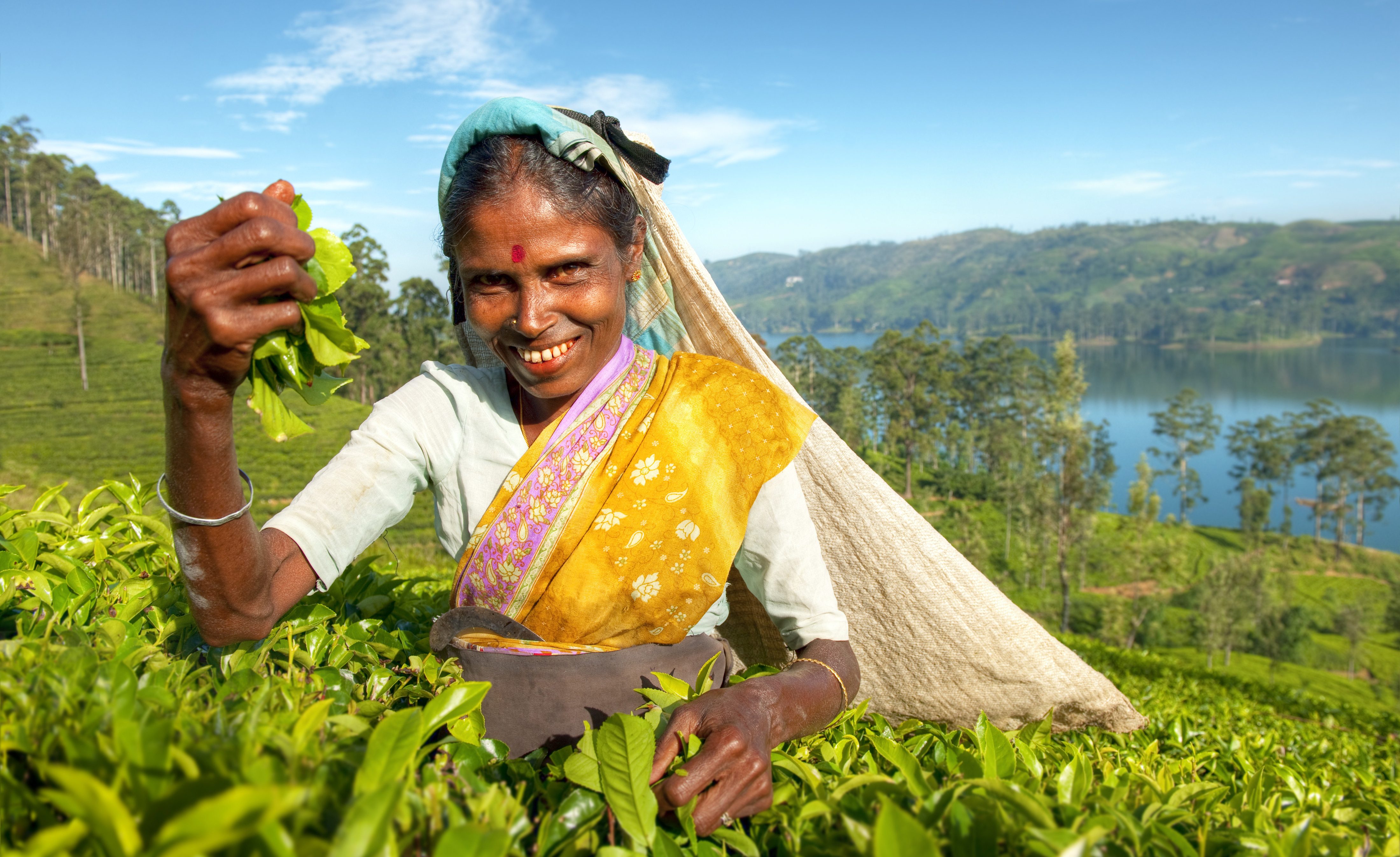 Theeplukster in Sri Lanka