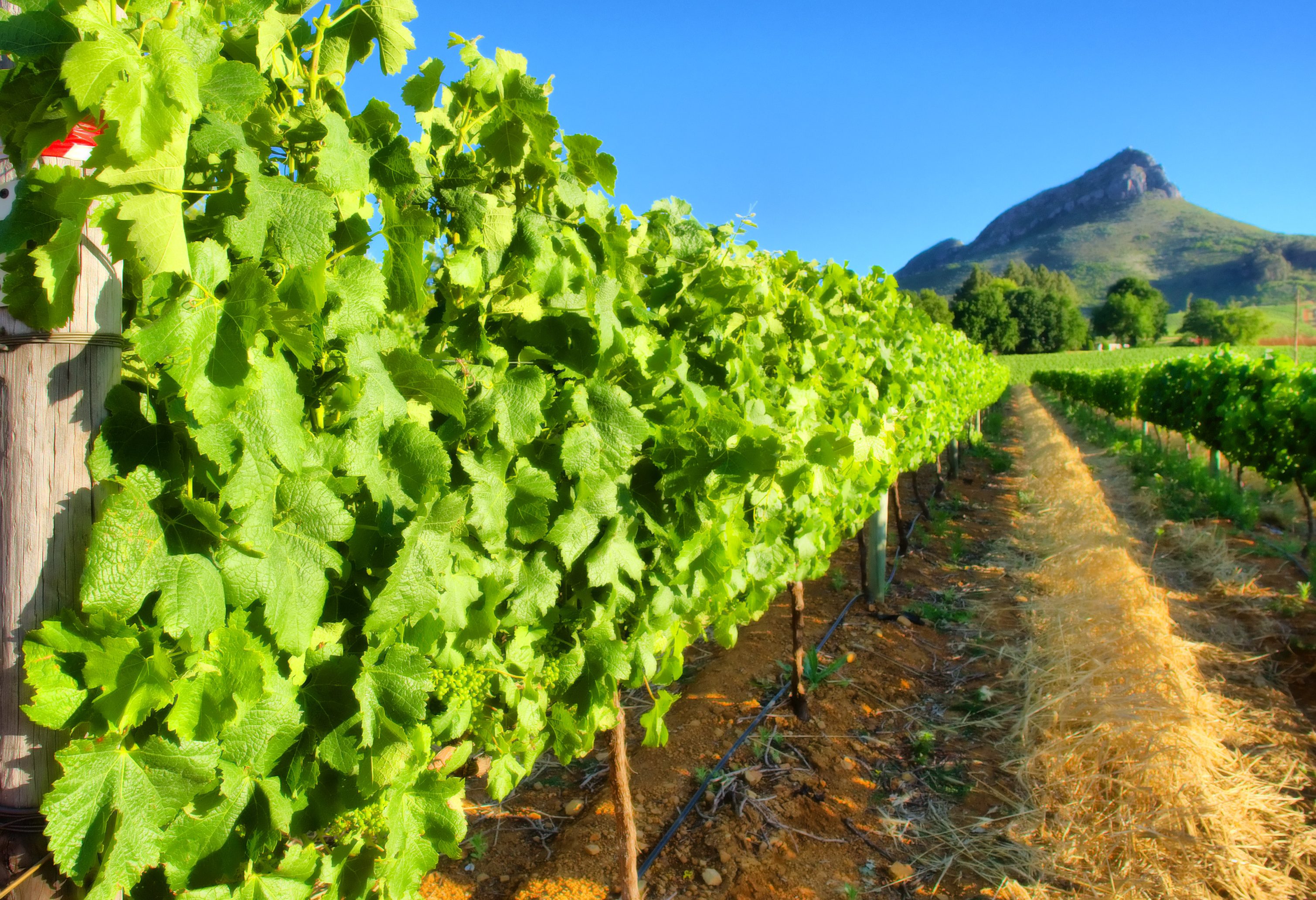 Wijngaard Zuid-Afrika