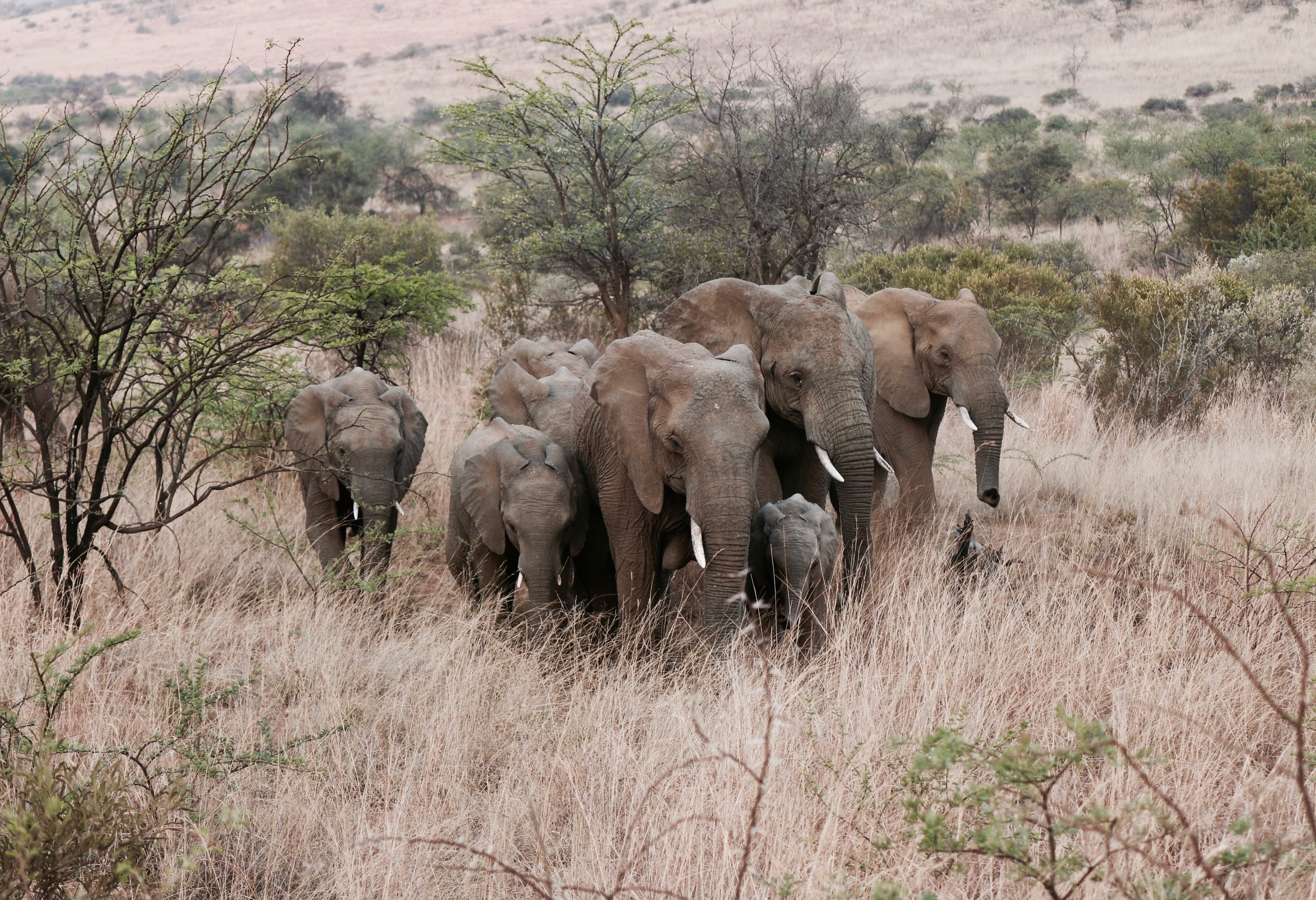Olifanten in Addo Zuid-Afrika