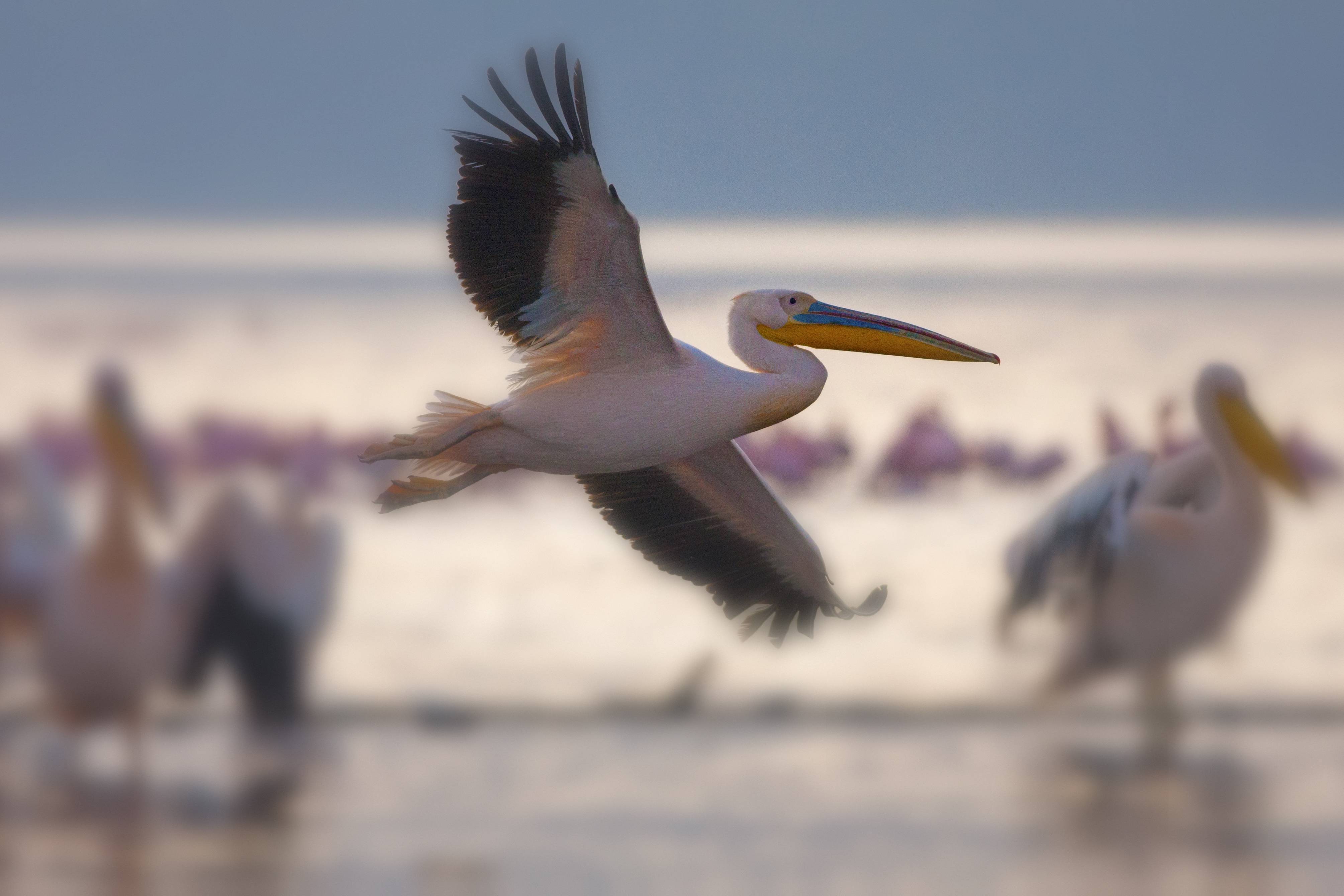 Pelikanen in het Lake Nakuru National Park in Kenia