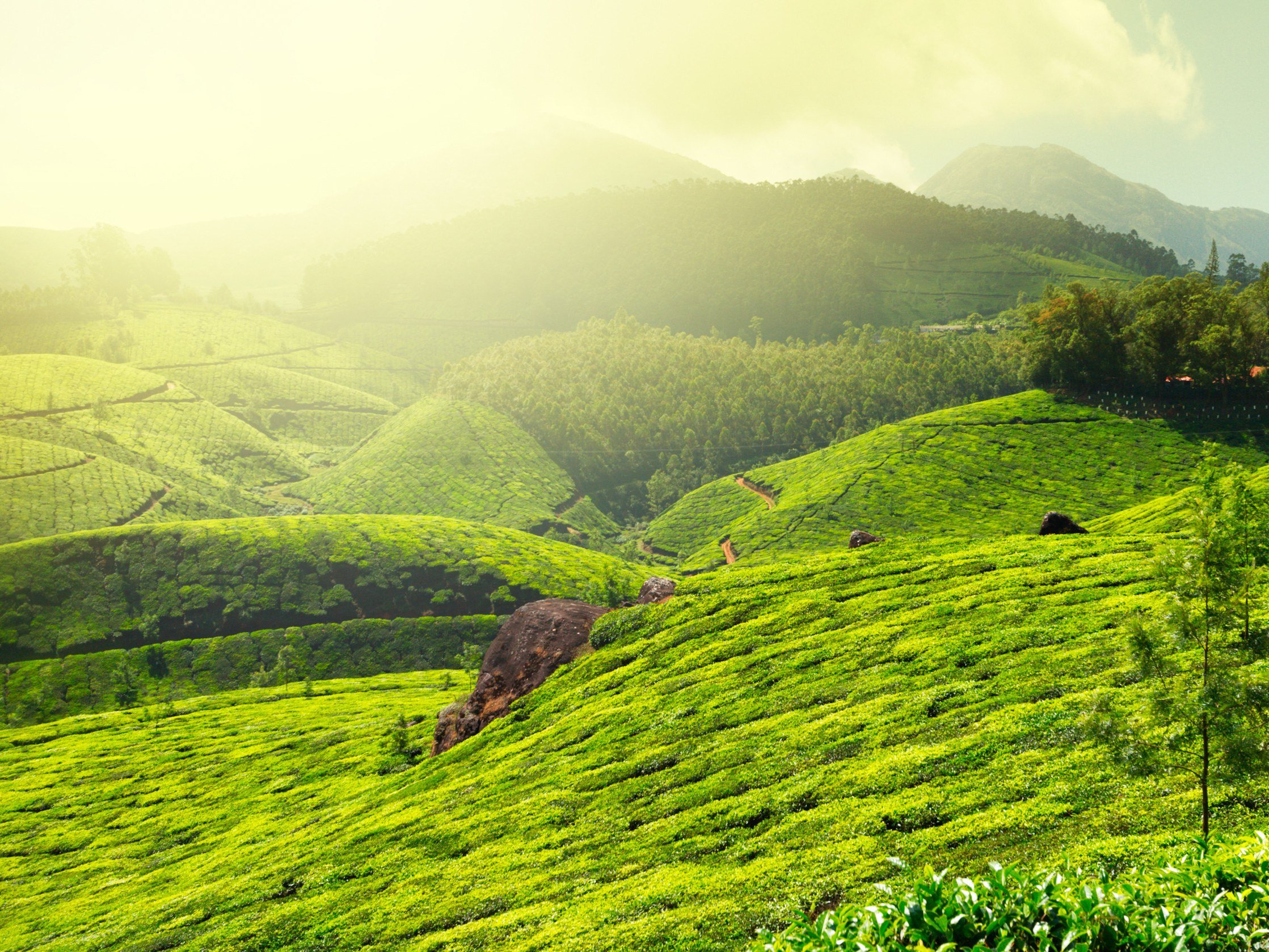 De groene theevelden van Munnar